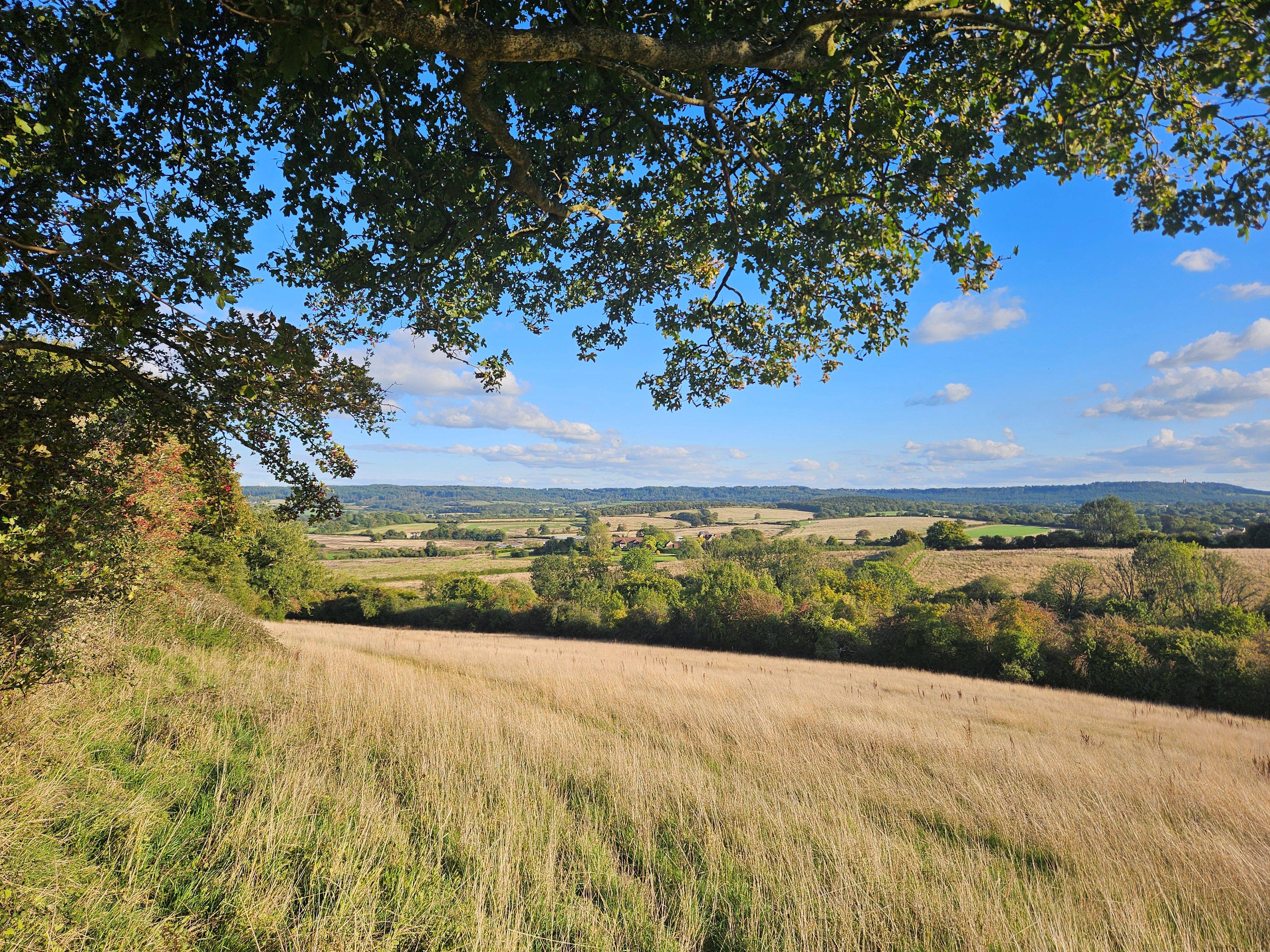 Scenic countryside view with golden fields, green trees, and a clear blue sky, seen through overhanging branches.