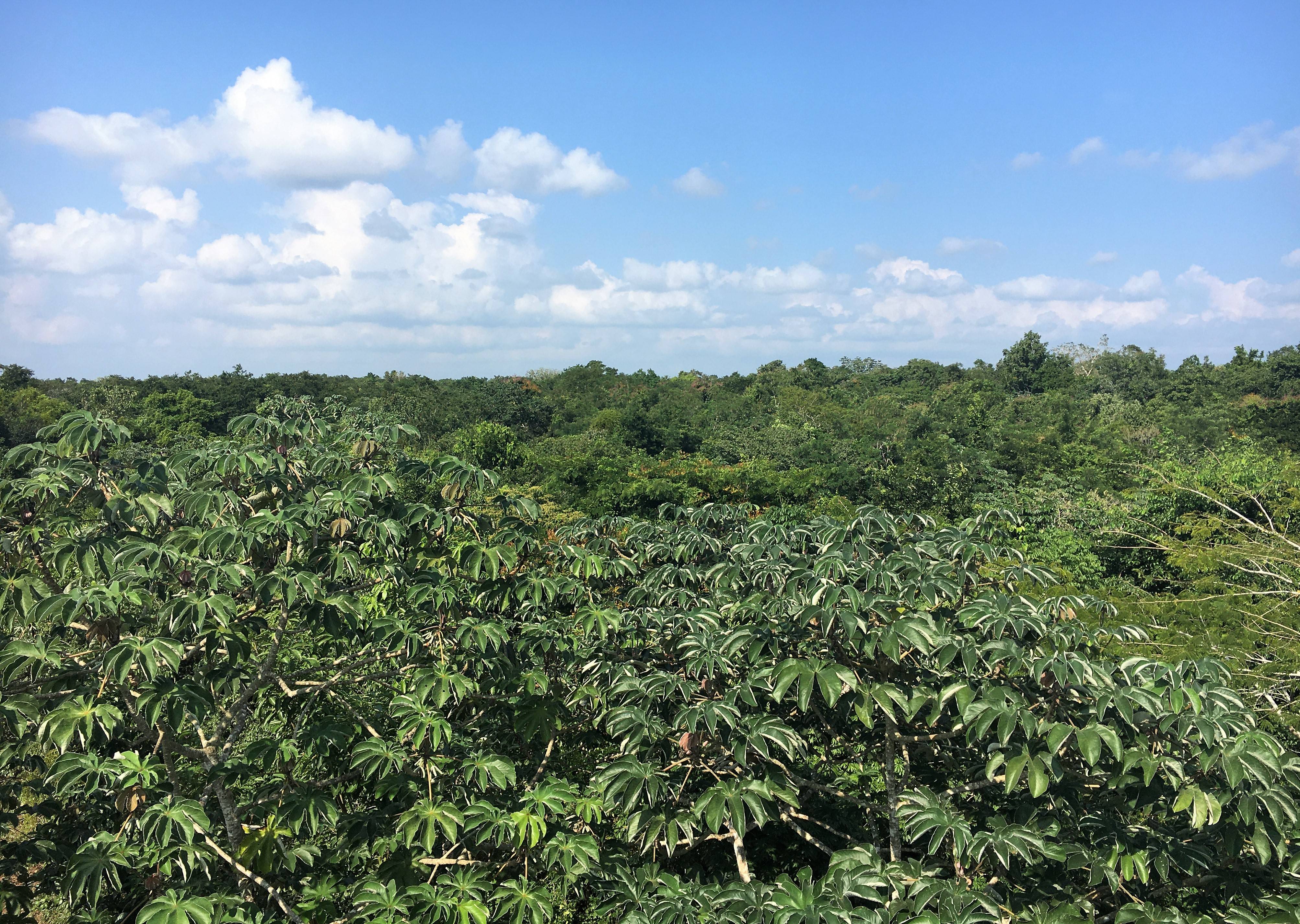 Lush green forest canopy under a clear blue sky with scattered white clouds.