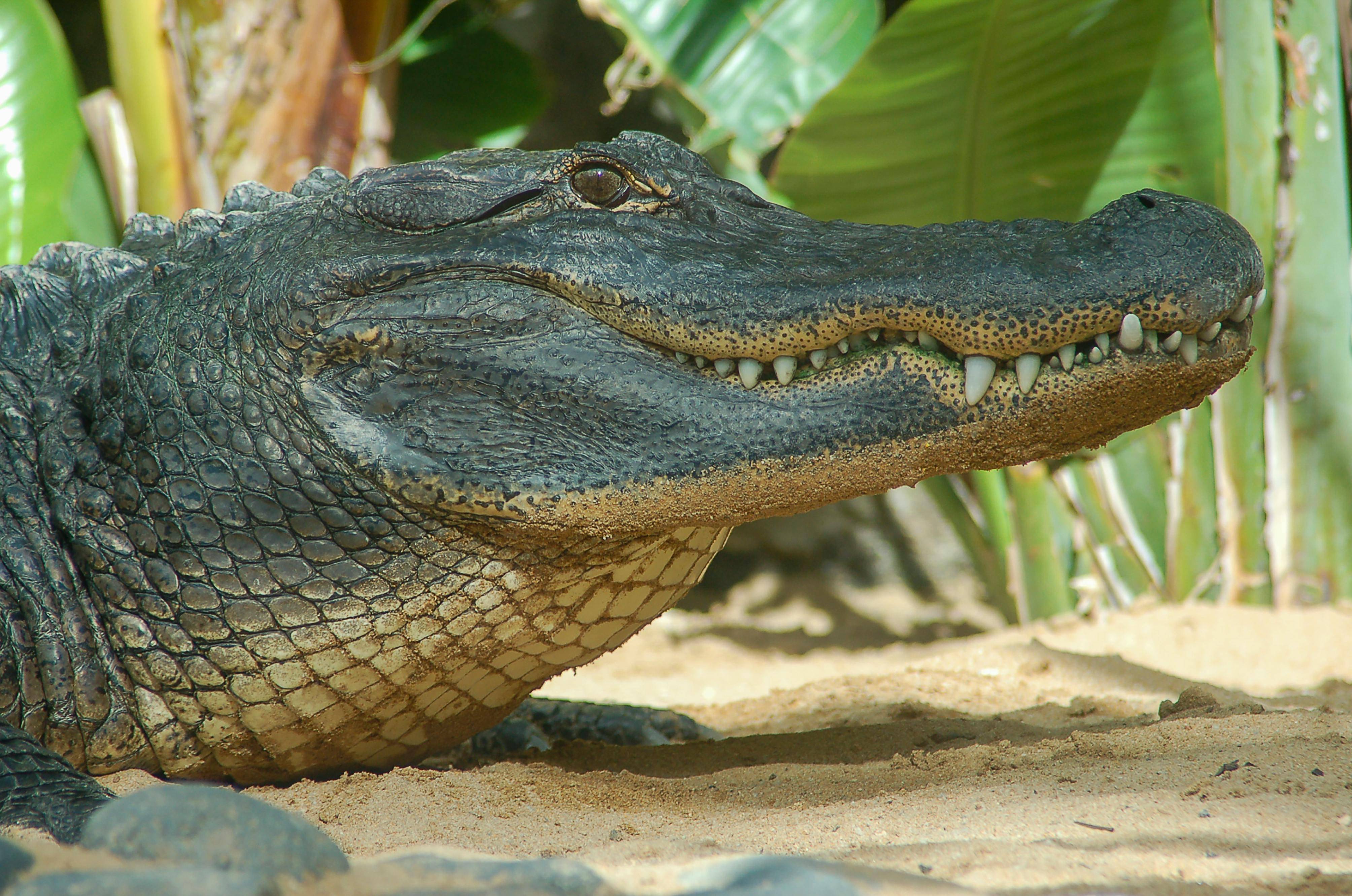 Morelet’s crocodile