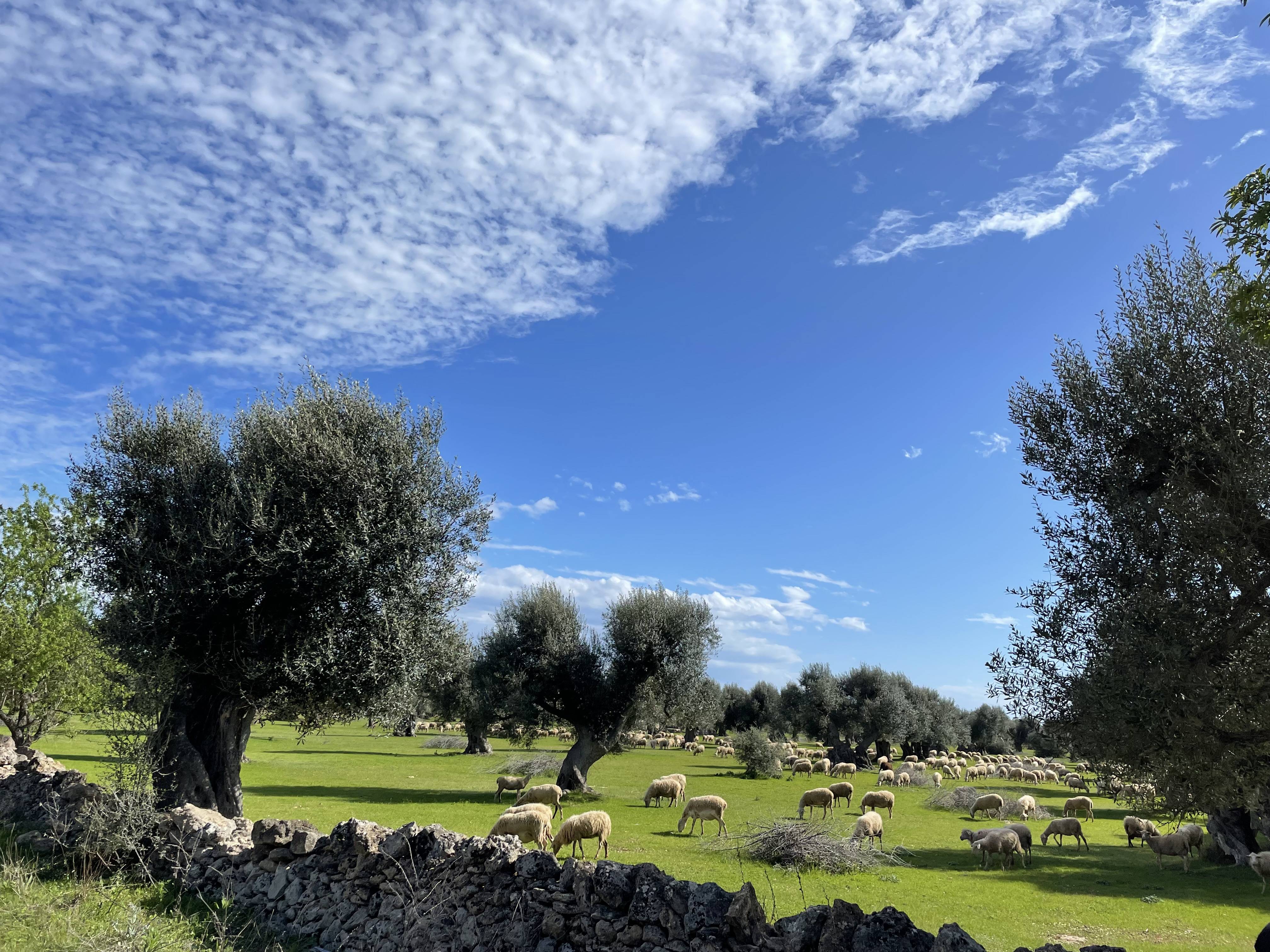 A serene landscape with sheep grazing in a lush green field, scattered olive trees, a stone wall, and a blue sky with wispy clouds.