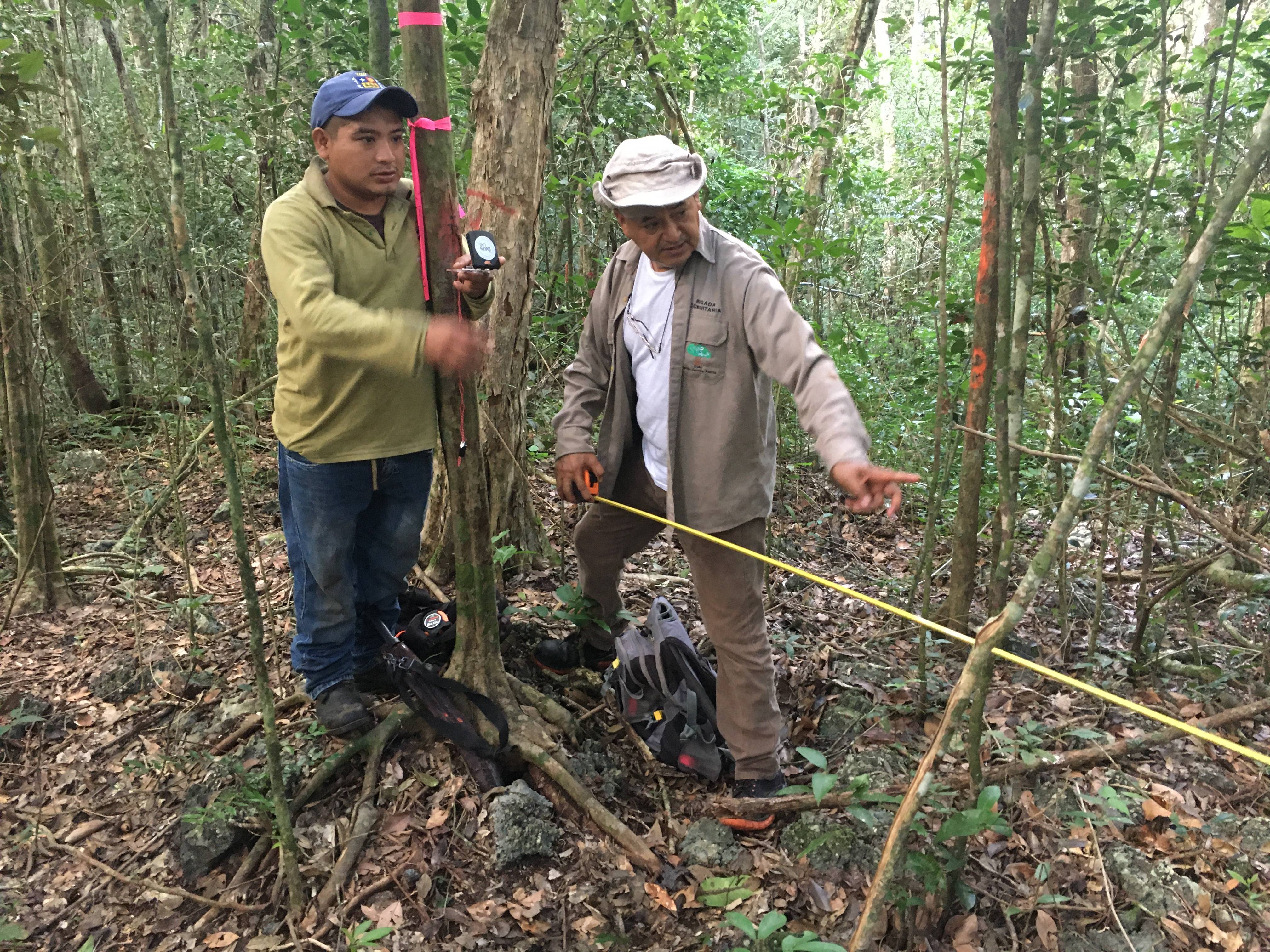 Two men in a forest measure a tree's circumference with a tape measure. One points ahead, and the other holds equipment.
