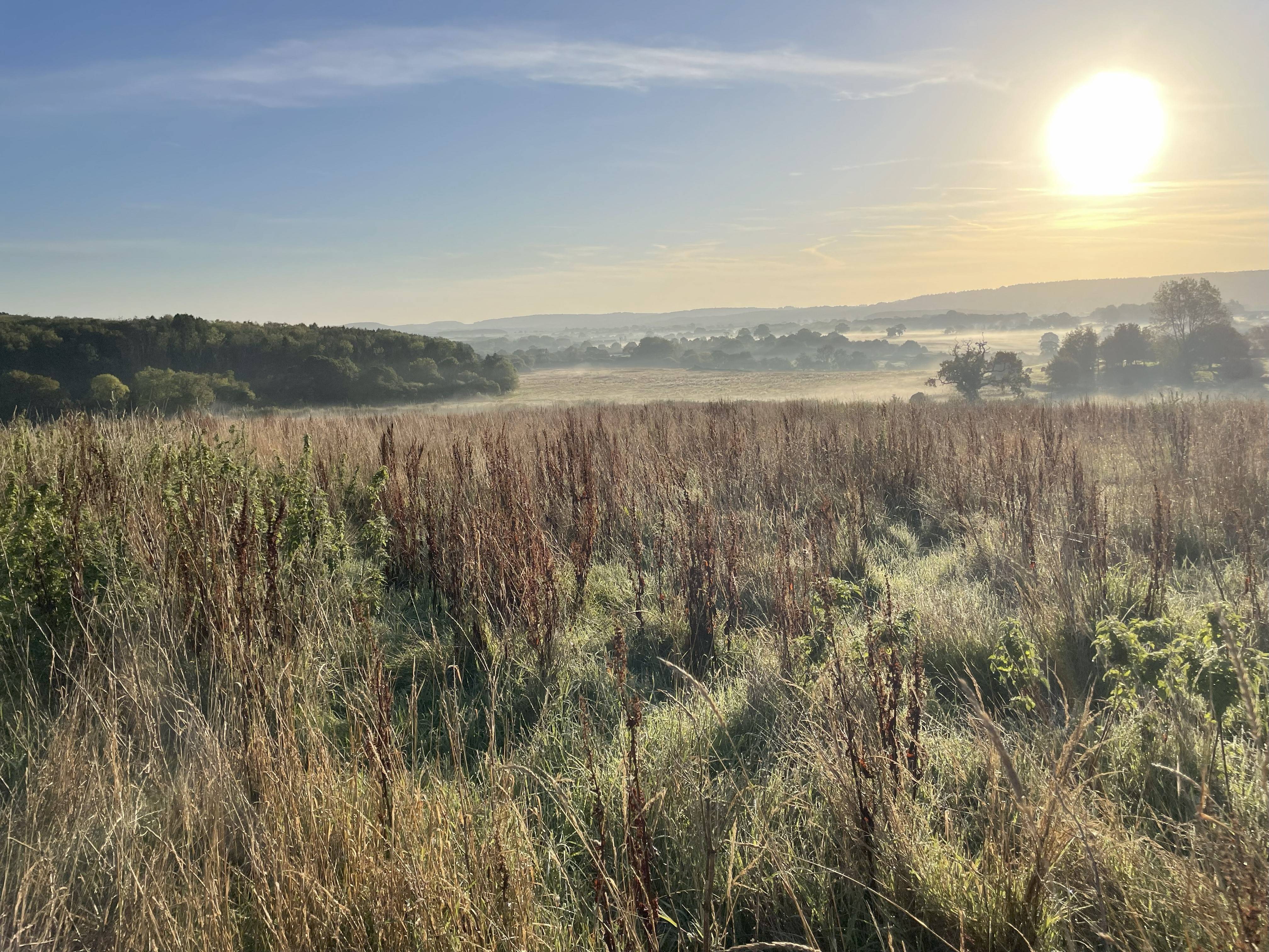 Sunrise over a misty field with tall grasses, distant trees, and a clear blue sky.
