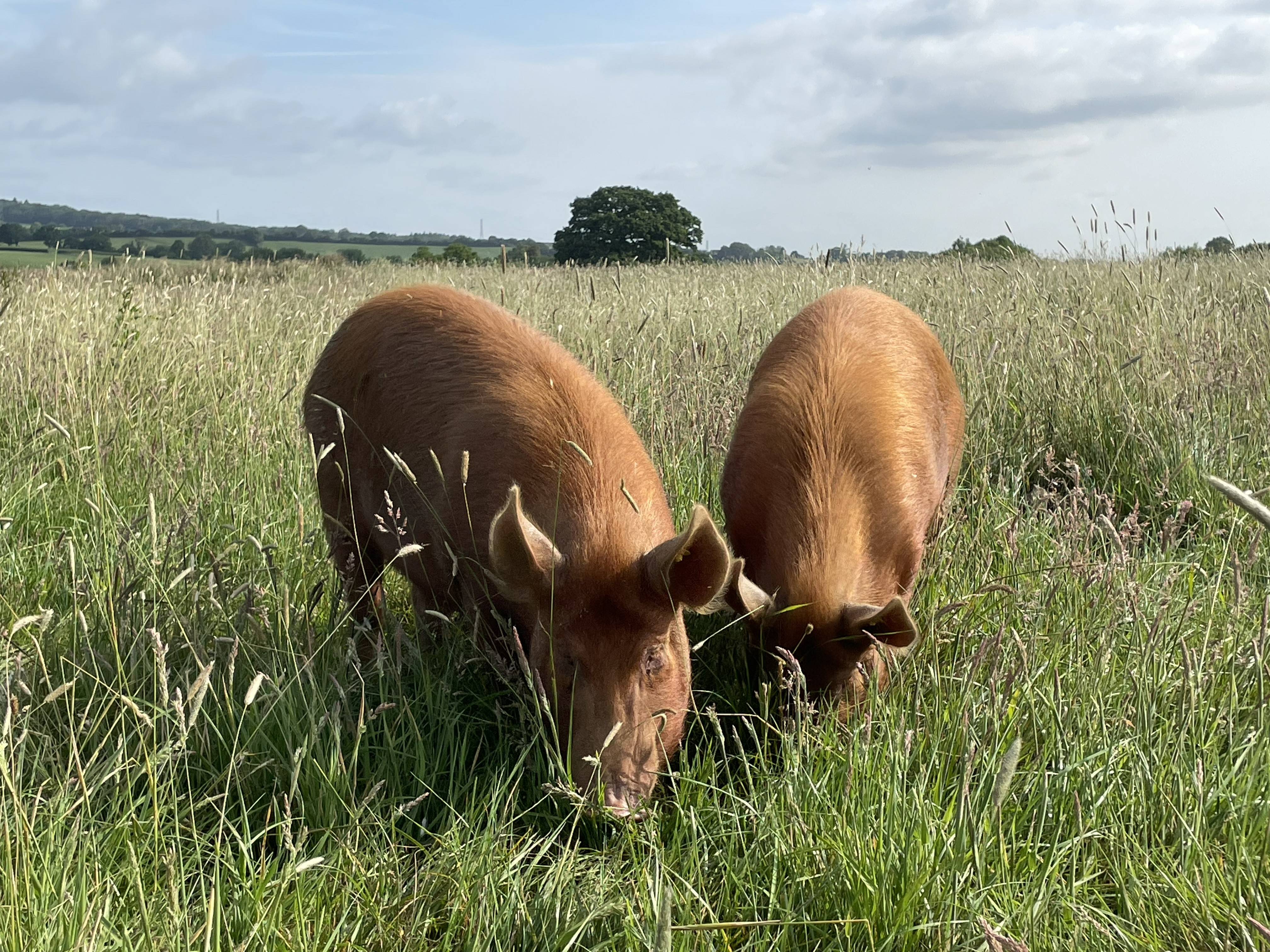 Two pigs grazing in a lush green field under a cloudy sky, with distant trees visible on the horizon.