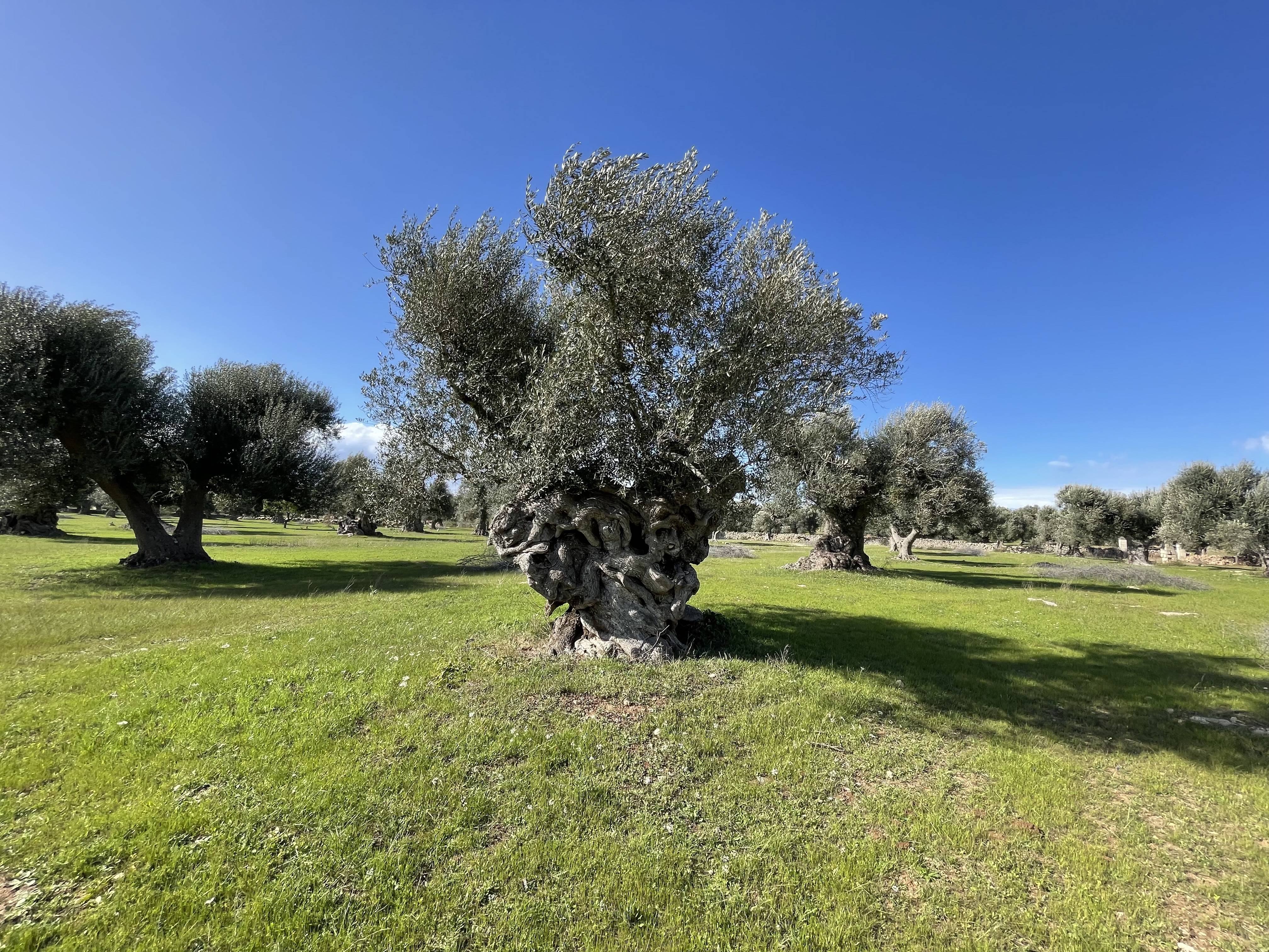 A large, ancient olive tree with a thick, twisted trunk stands in a sunlit grassy field under a clear blue sky. Other trees are in the background.