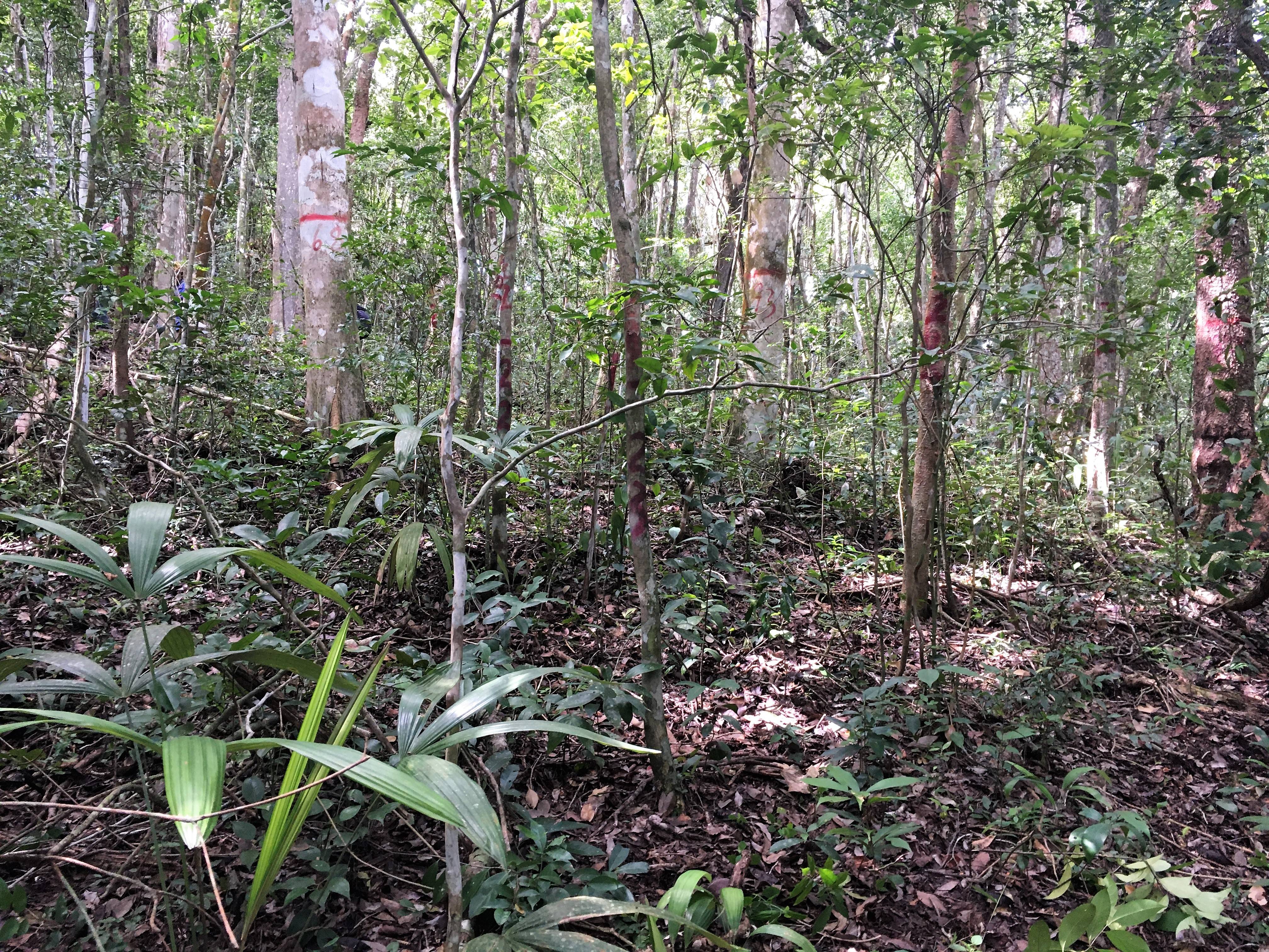 Capacitacion en campo_Caoba 1