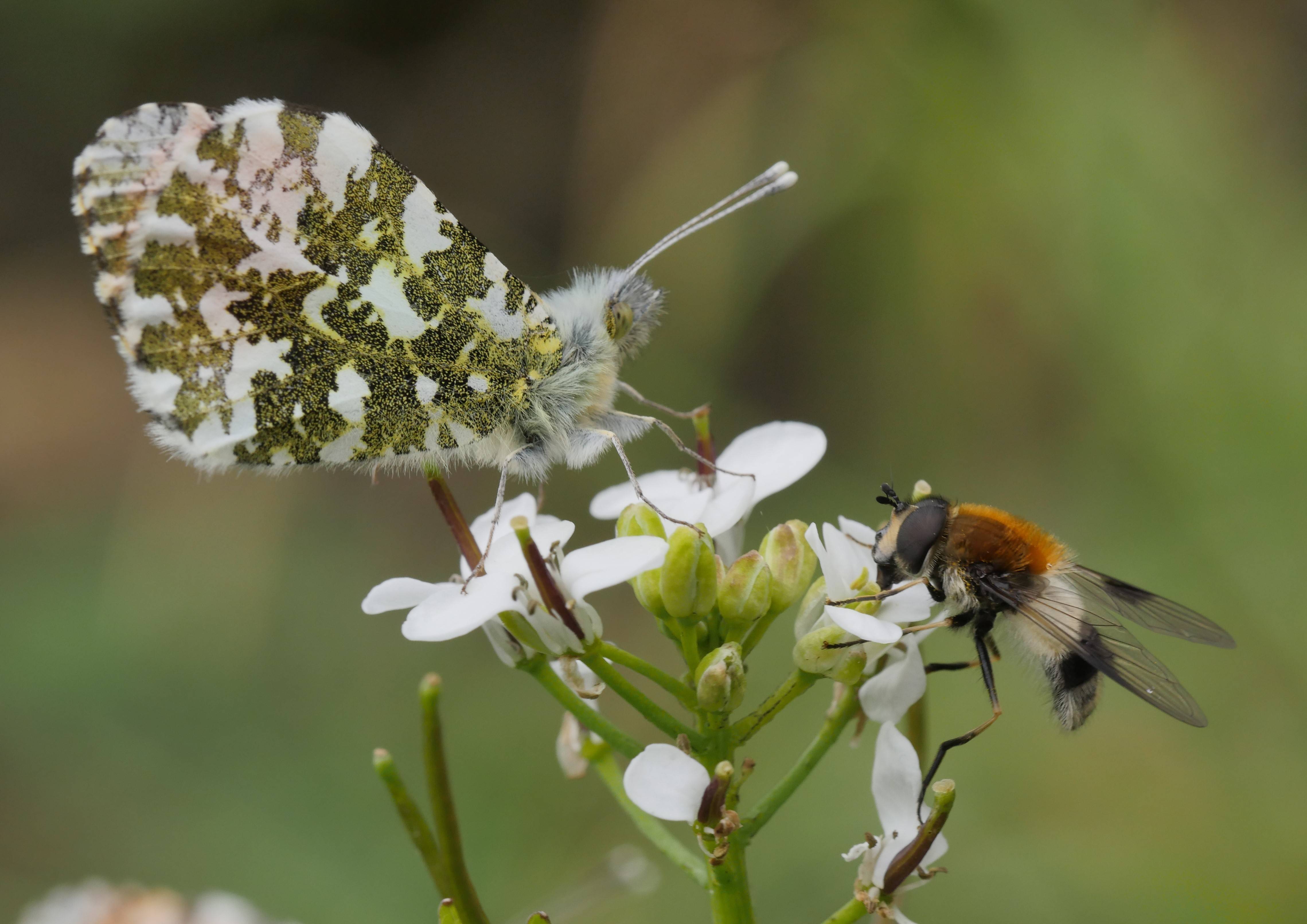 A butterfly with green and white patterns and a bee with orange and black coloring are perched on white flowers.