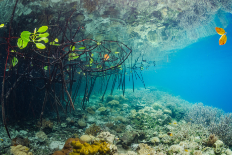 underwater mangrove roots