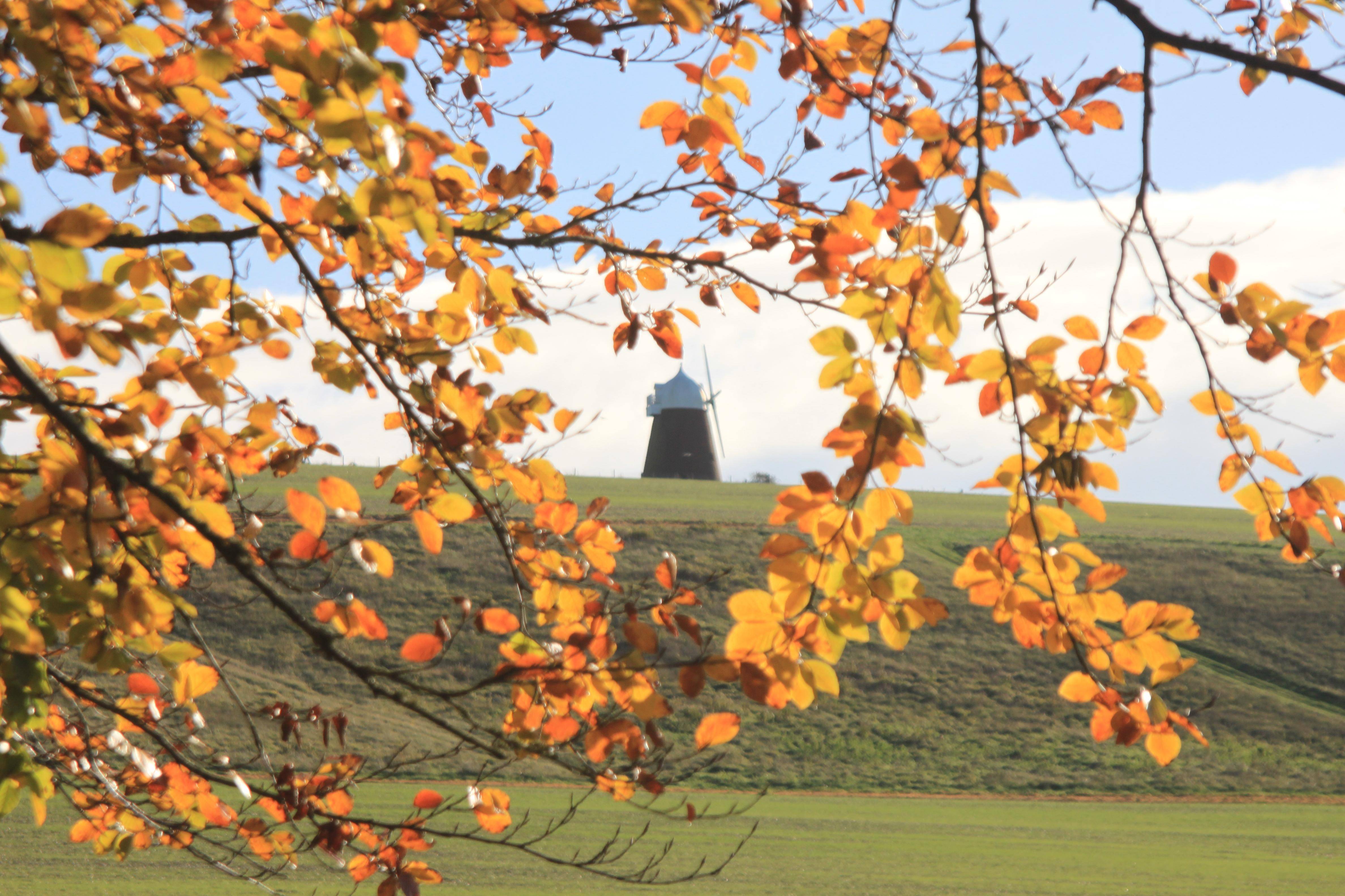 A distant windmill on a grassy hill is framed by branches with vivid orange and yellow autumn leaves under a blue sky.