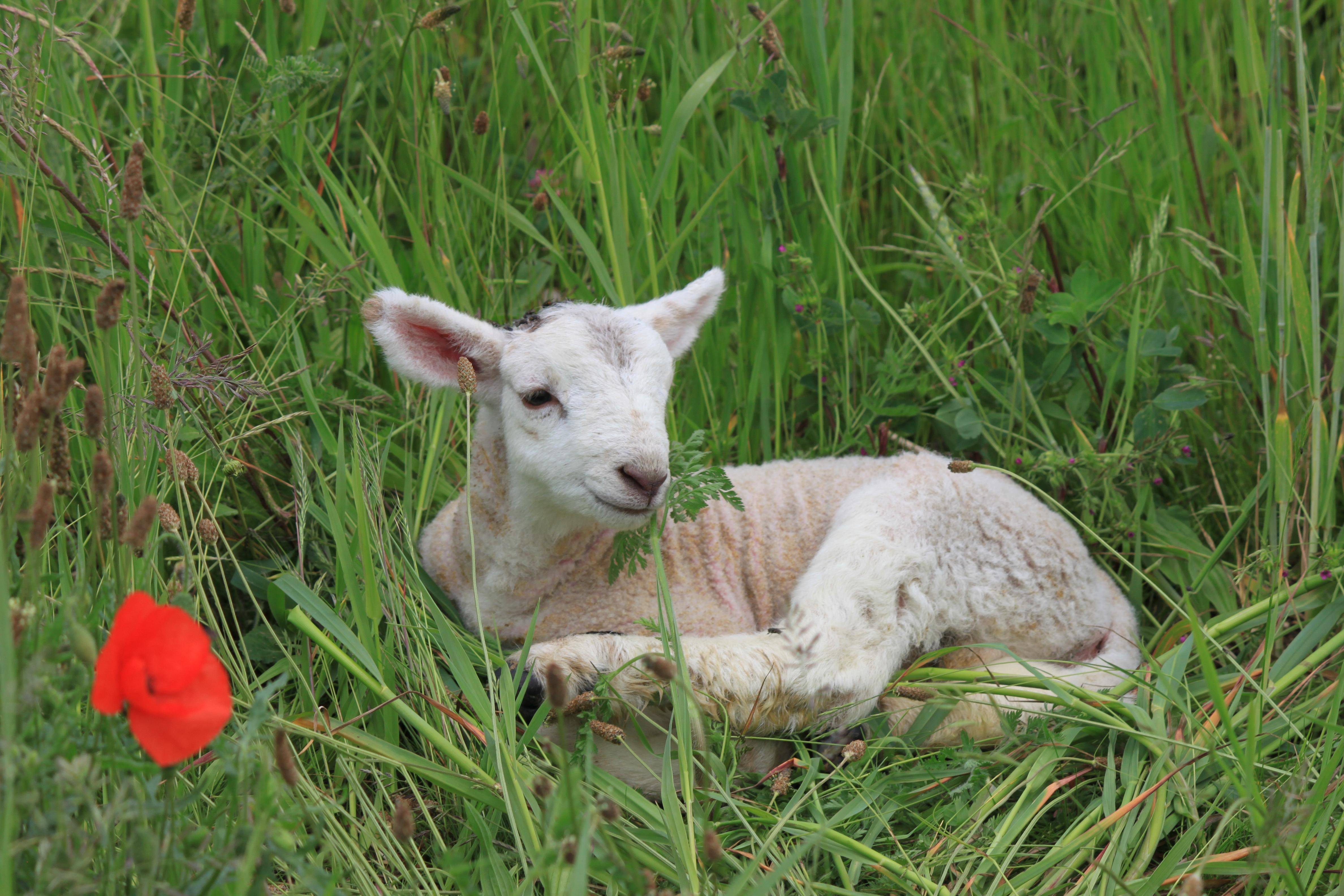 A lamb rests in lush green grass, near a vibrant red poppy, enjoying a serene and natural setting.