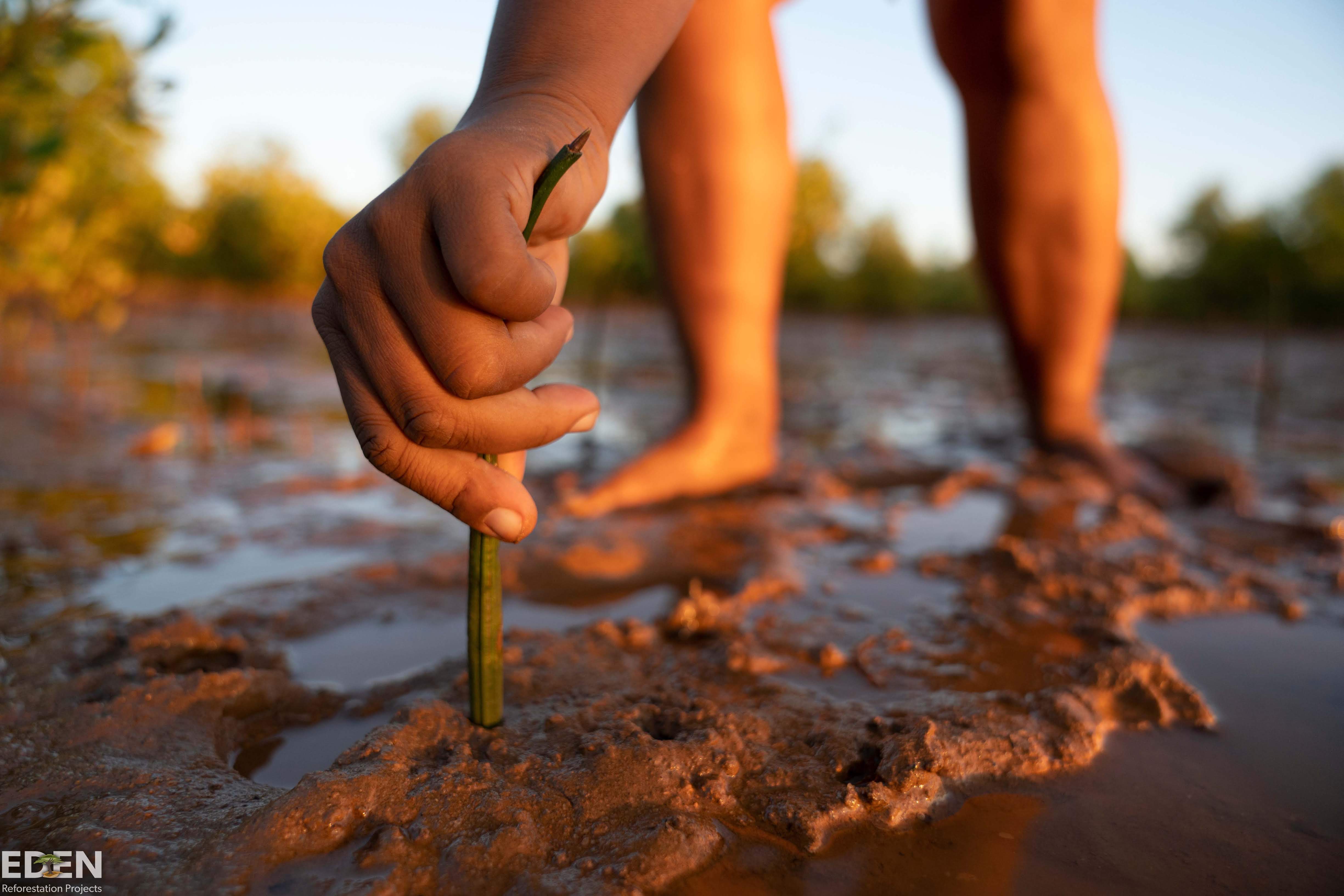 Regeneration madagascar mangroves