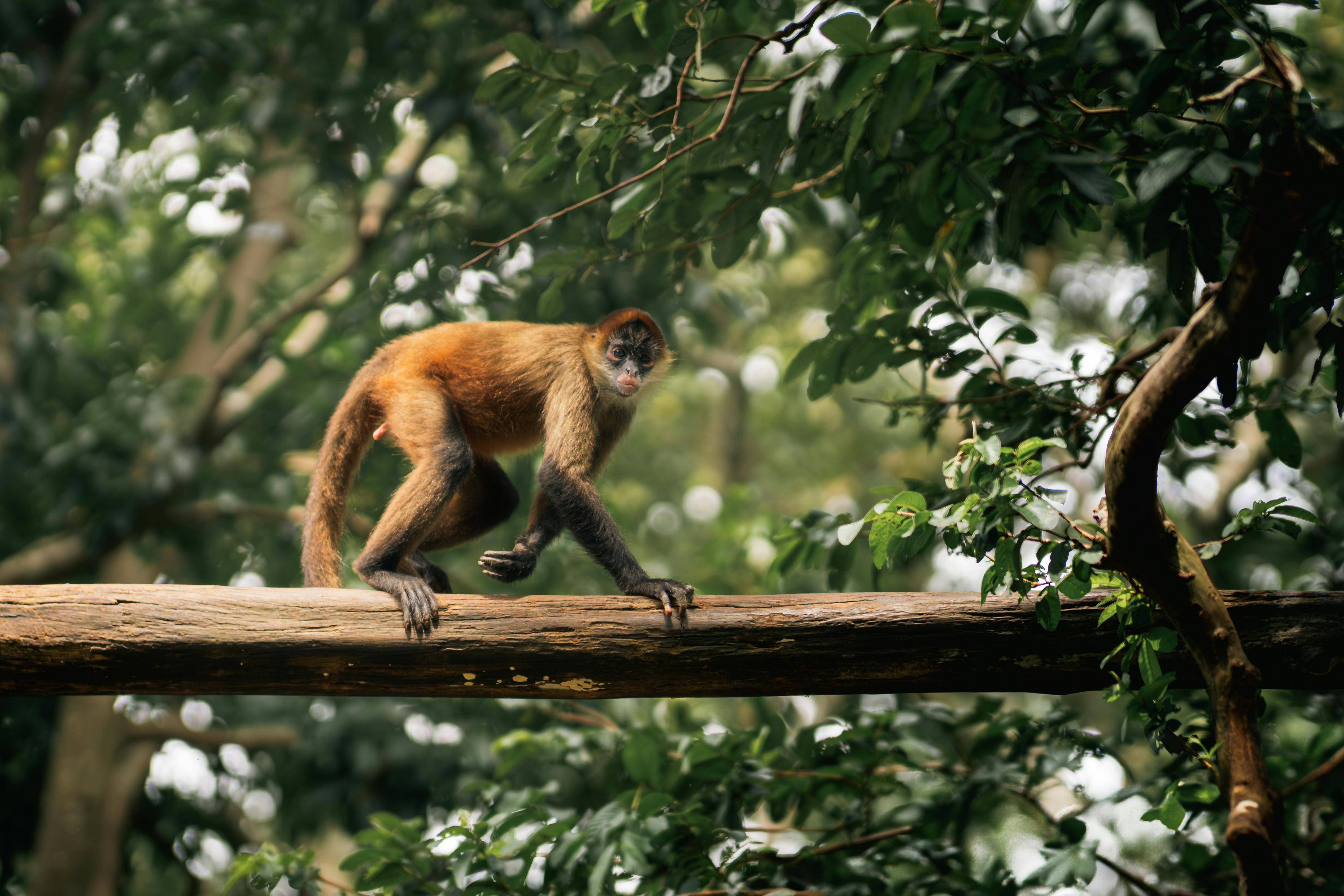 Spider monkey
