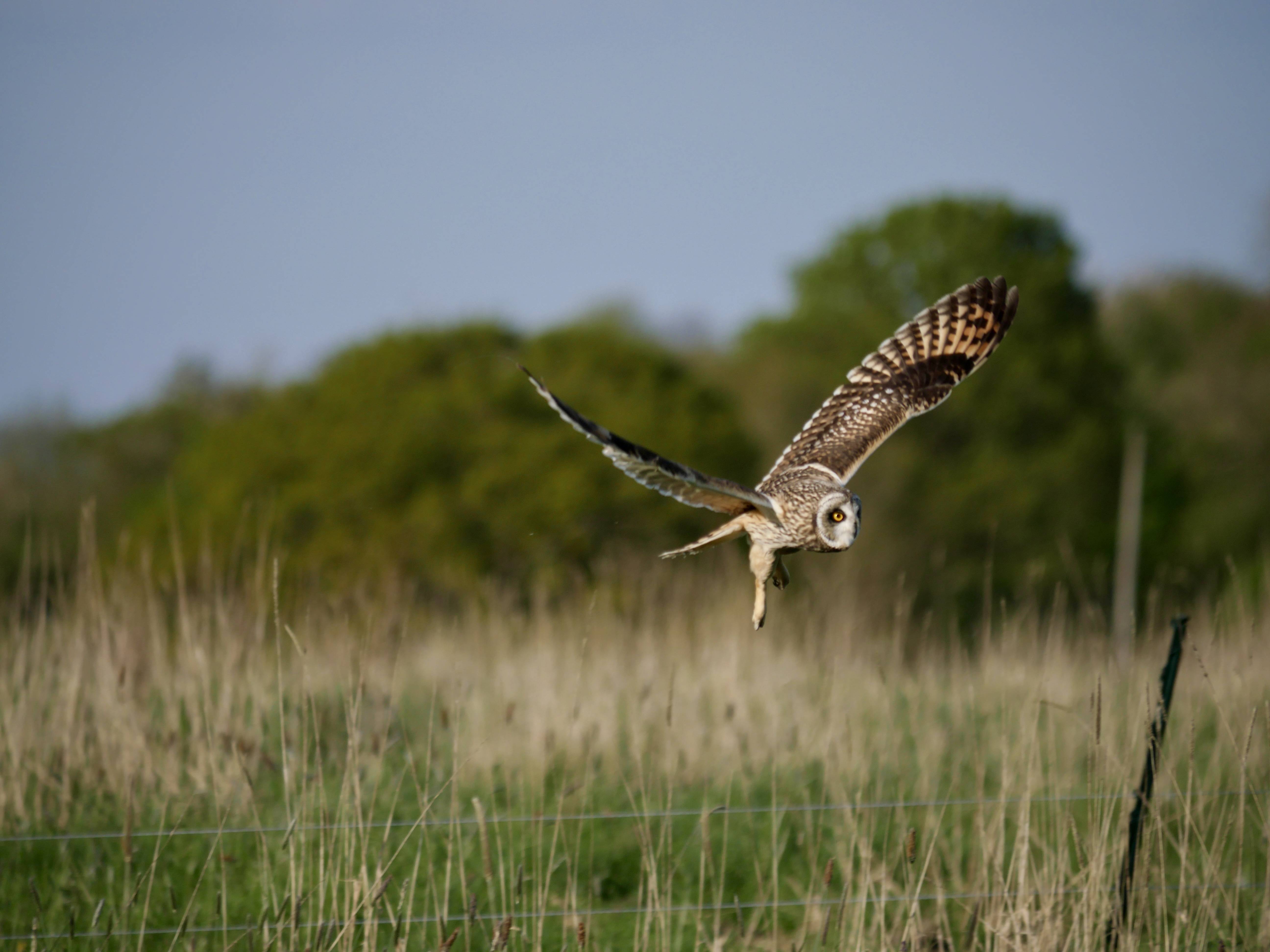 An owl in flight over a grassy field, with its wings spread wide and eyes focused. Trees are in the blurred background under a clear sky.