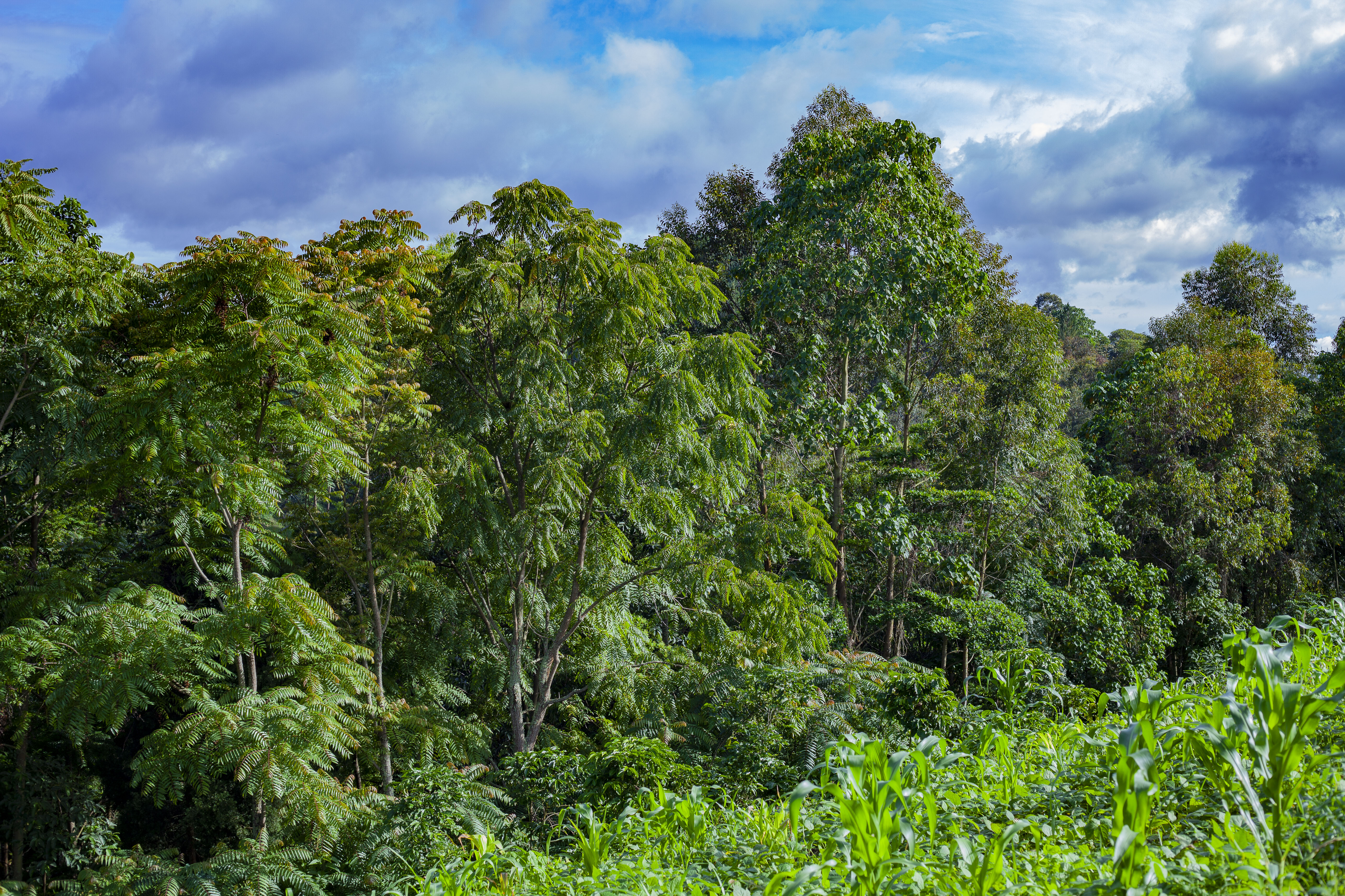 Fes Enying Community Agroforestry Carbon Project (Cameroon)