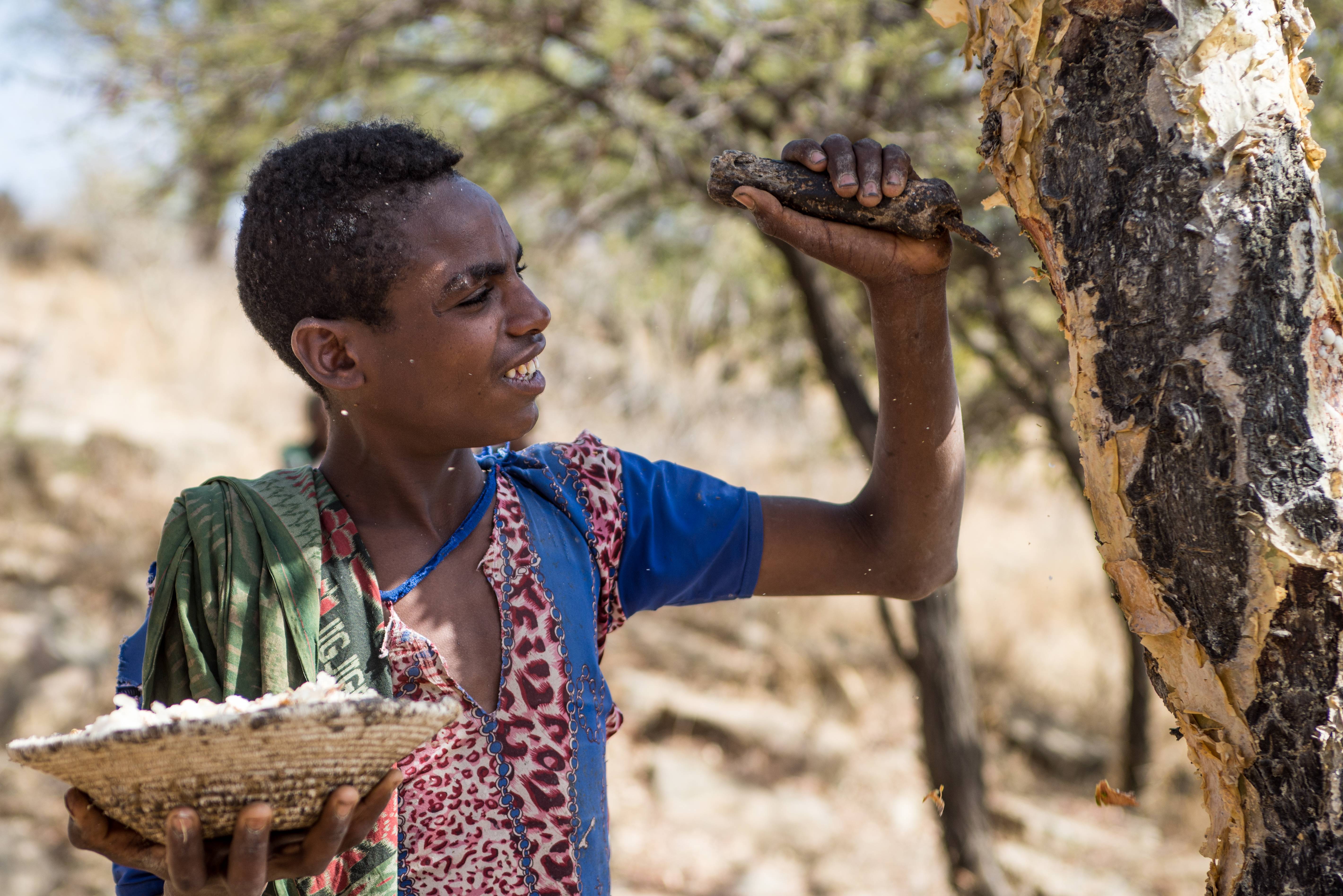highland-restoration-ethiopia-12