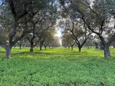 How regenerative carbon farming projects are unlocking the Mediterranean's carbon removal potential
