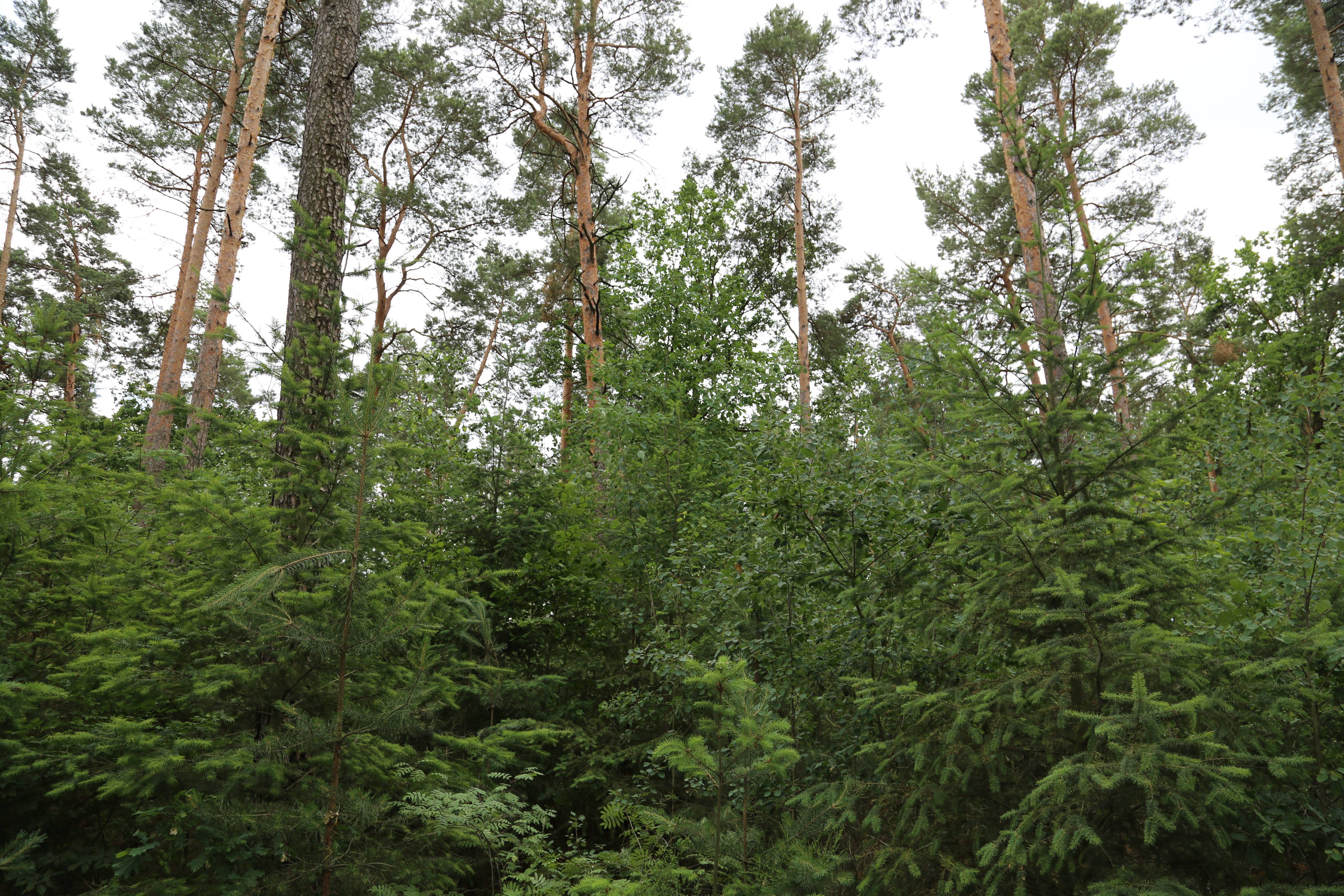forest-adaptation-luckaitz-valley-germany-8