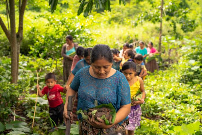 Reforestation - Petén, Guatemala - 6