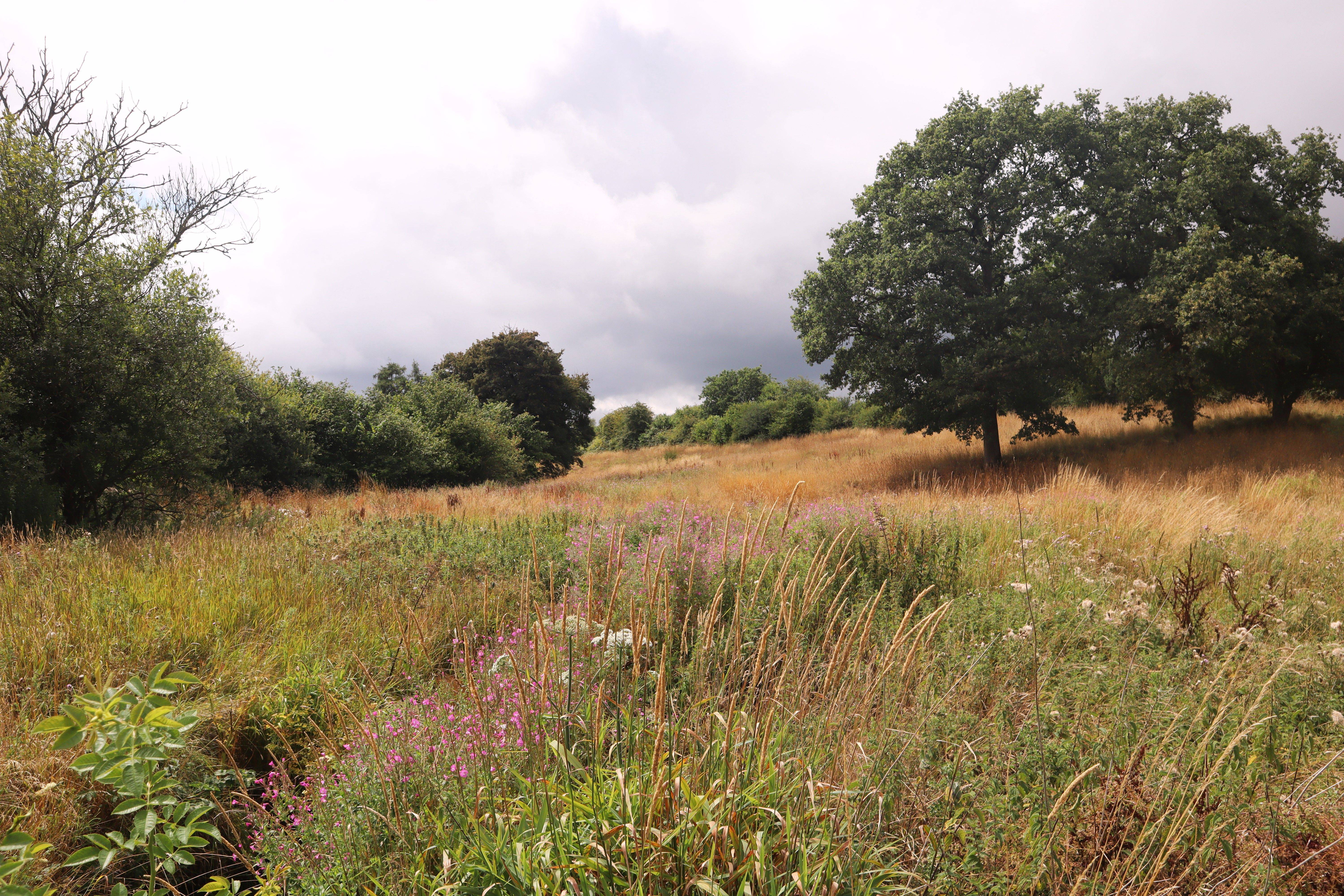 A scenic countryside landscape with tall grass, wildflowers, and scattered trees under a cloudy sky.