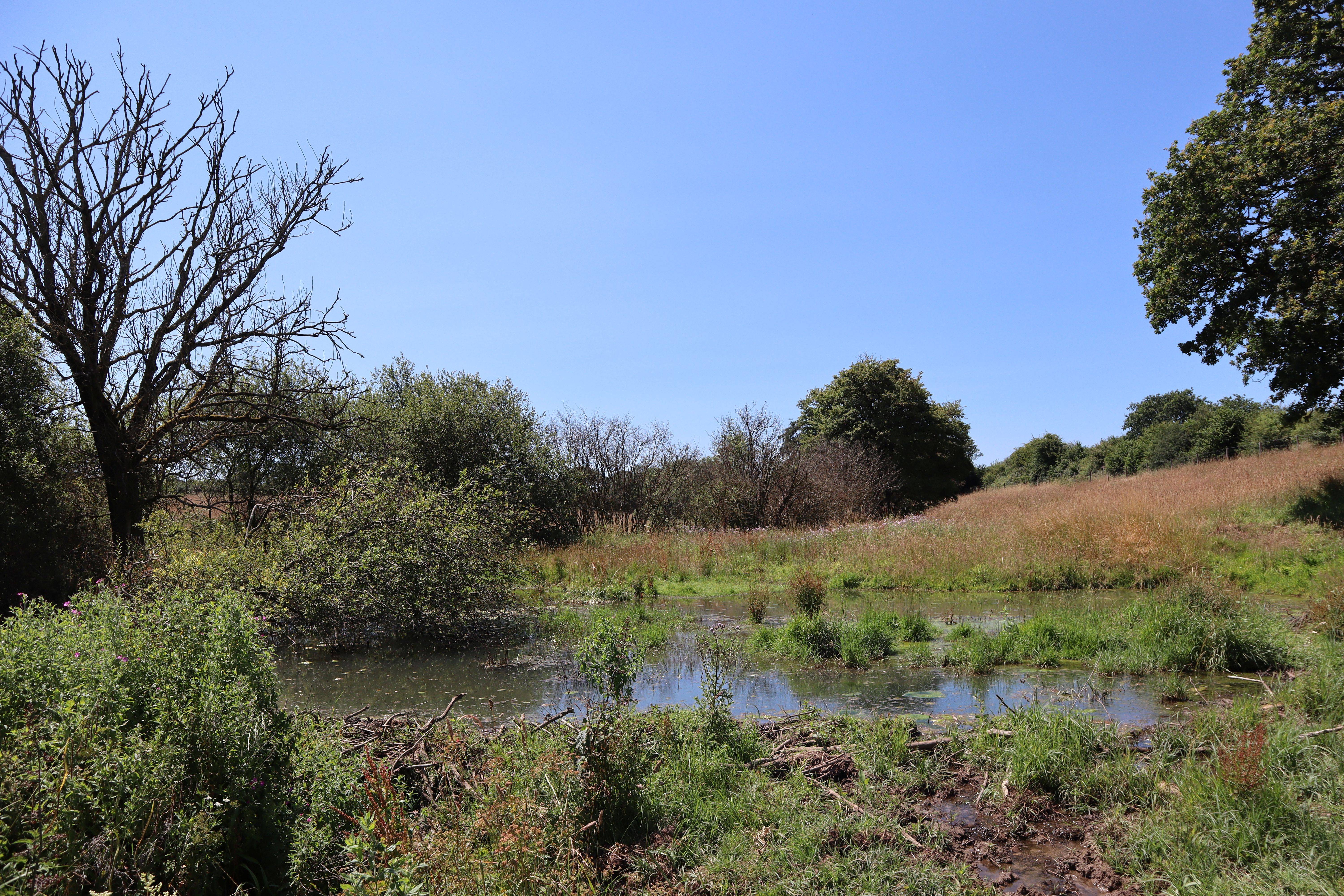 A small pond surrounded by lush greenery and trees under a clear blue sky, with some dry branches and grass around.