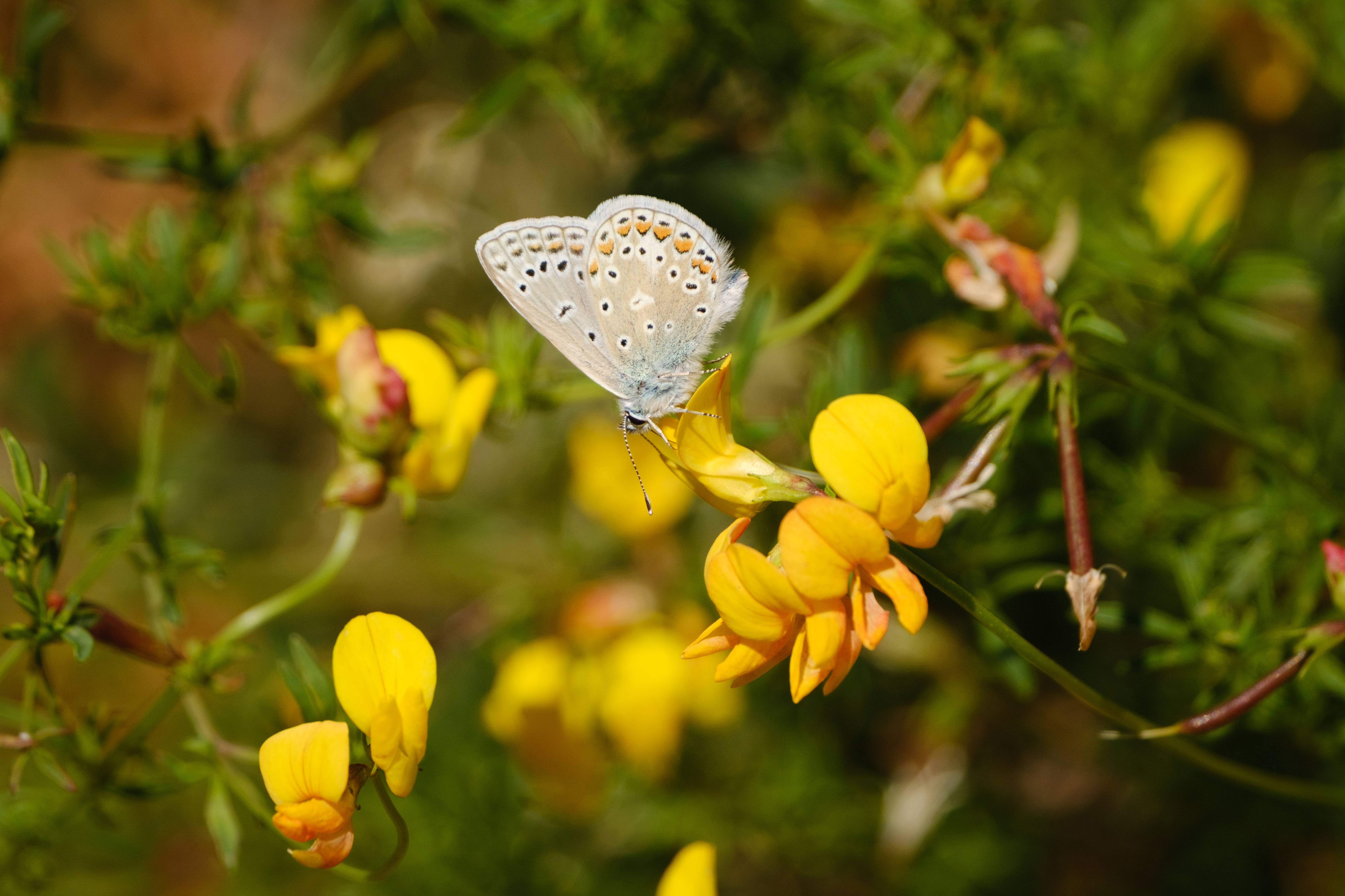 A small butterfly with blue and orange-patterned wings rests on vibrant yellow flowers, surrounded by lush green foliage.