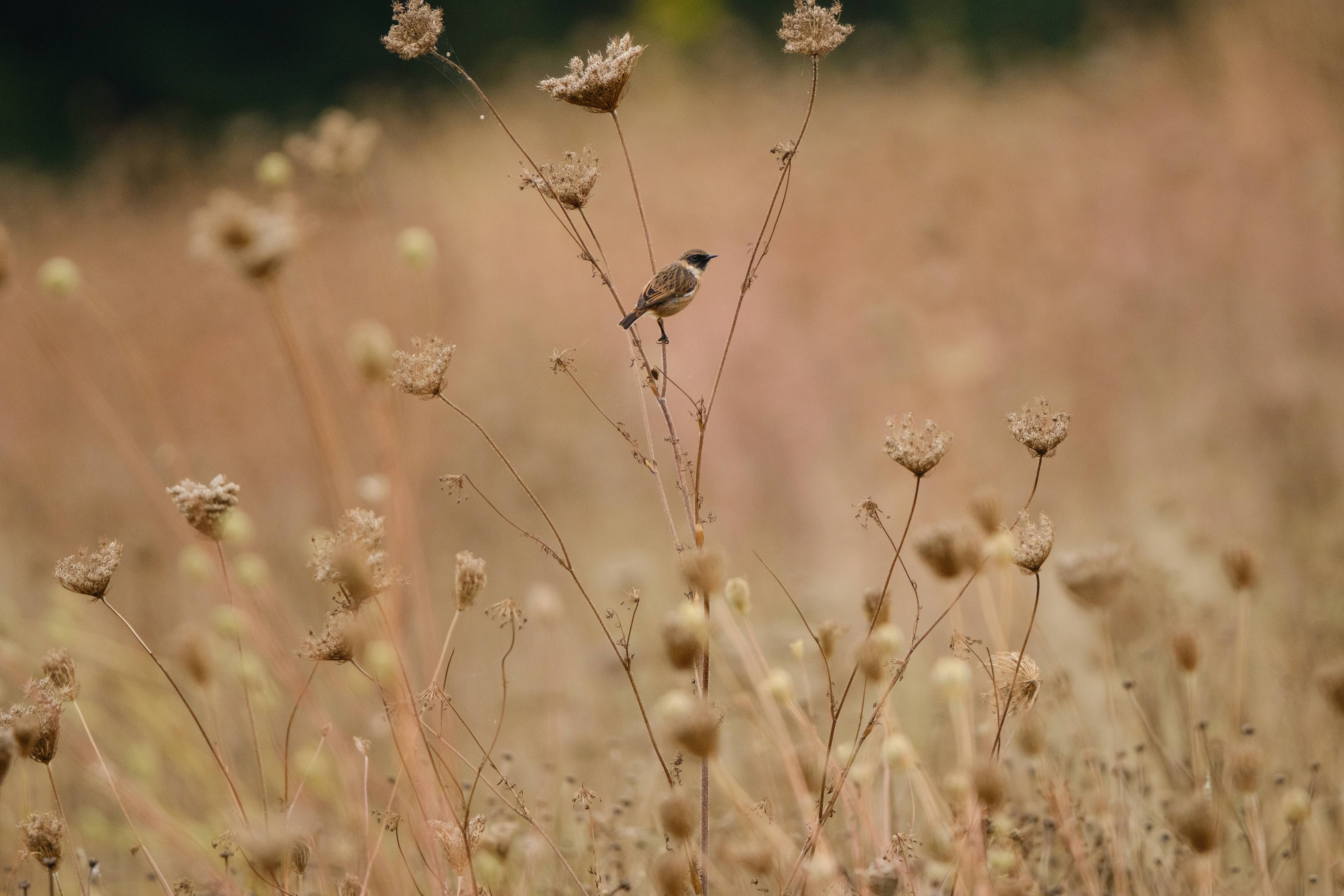 halnaker-hill-bird-voluntary-biodiversity-credits.jpg