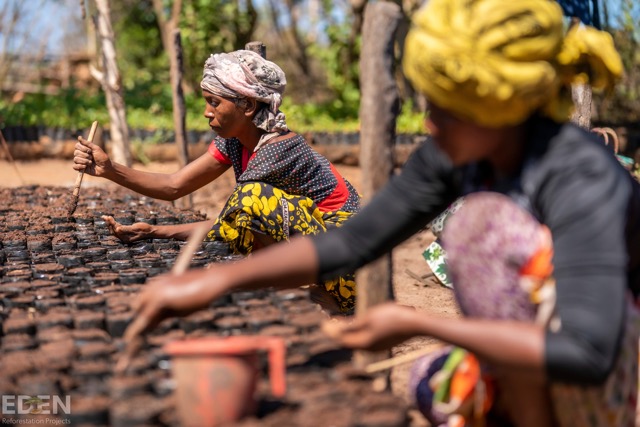 Mangroves Project in Madagascar, Eden Reforestation