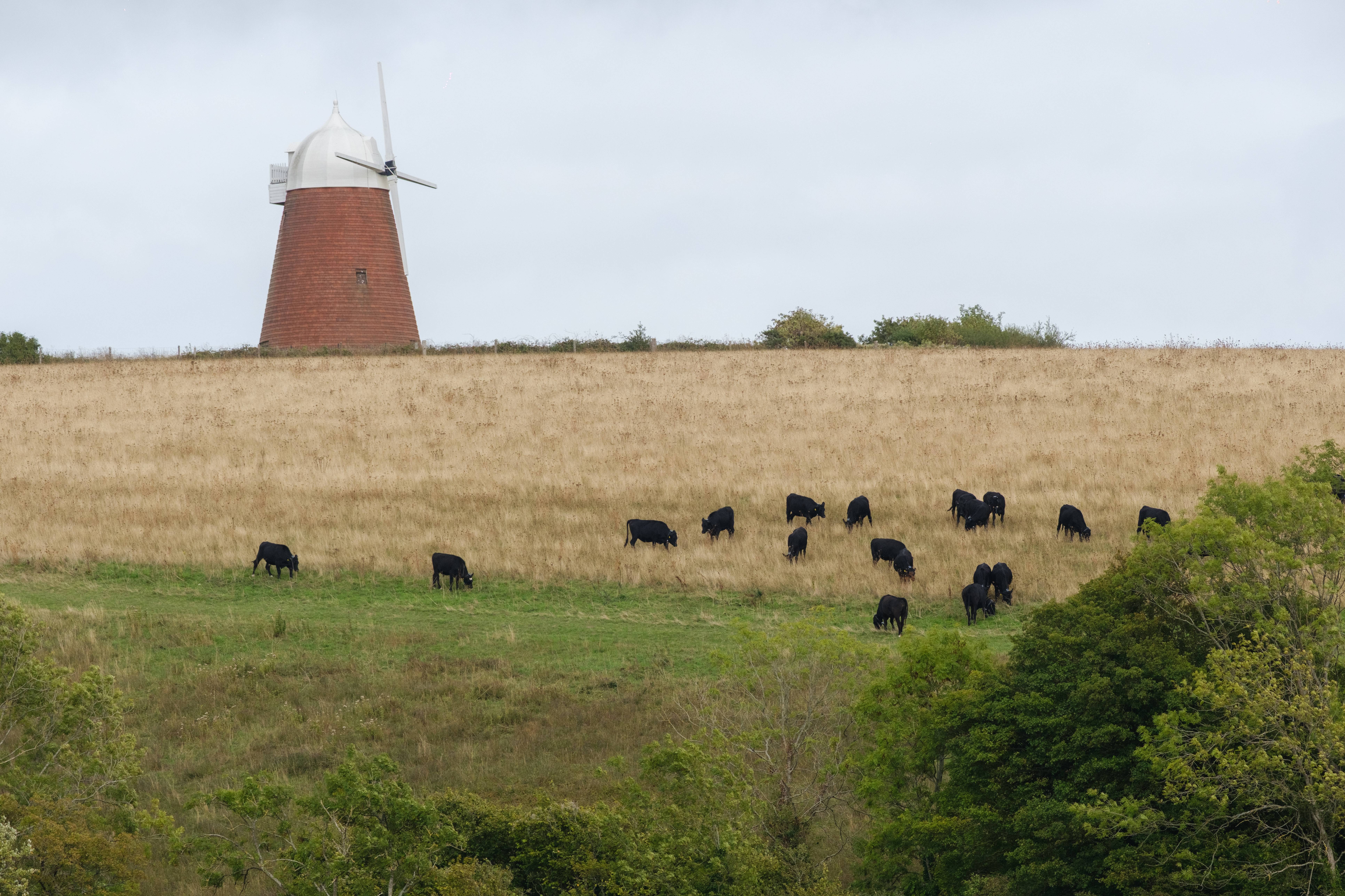 halnaker-hill-windmill-cattle-conservation-grazing-voluntary-biodiversity-credits.jpg