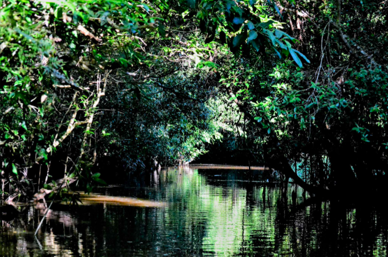 Peatland protection - Rimba Raya, Indonesian Borneo 10
