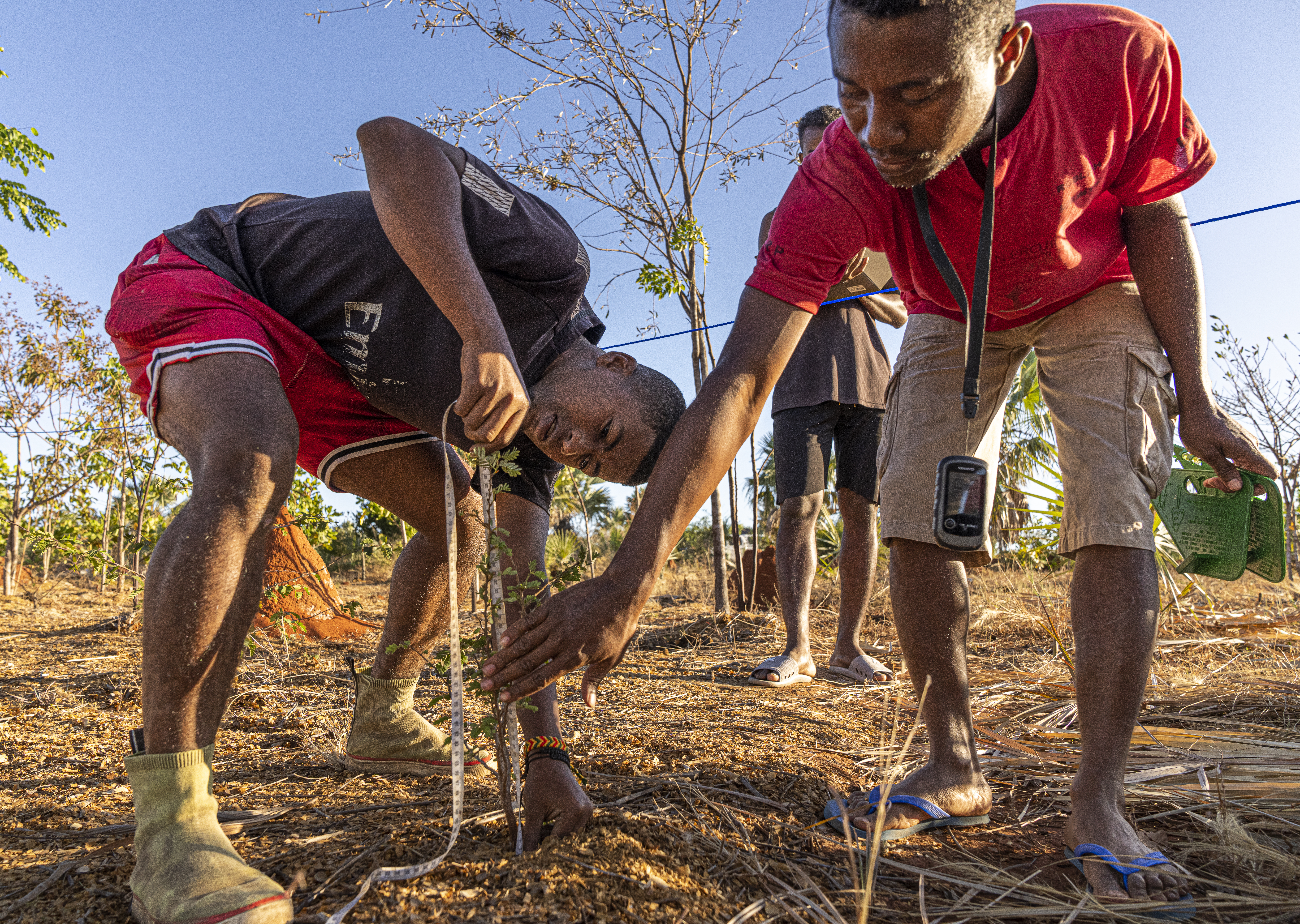 Mangrove Regeneration - Maroalika, Madagascar people role