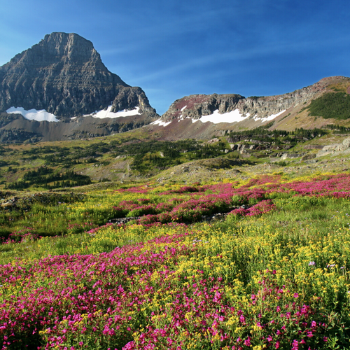 nature positive webinar image of alpine meadow