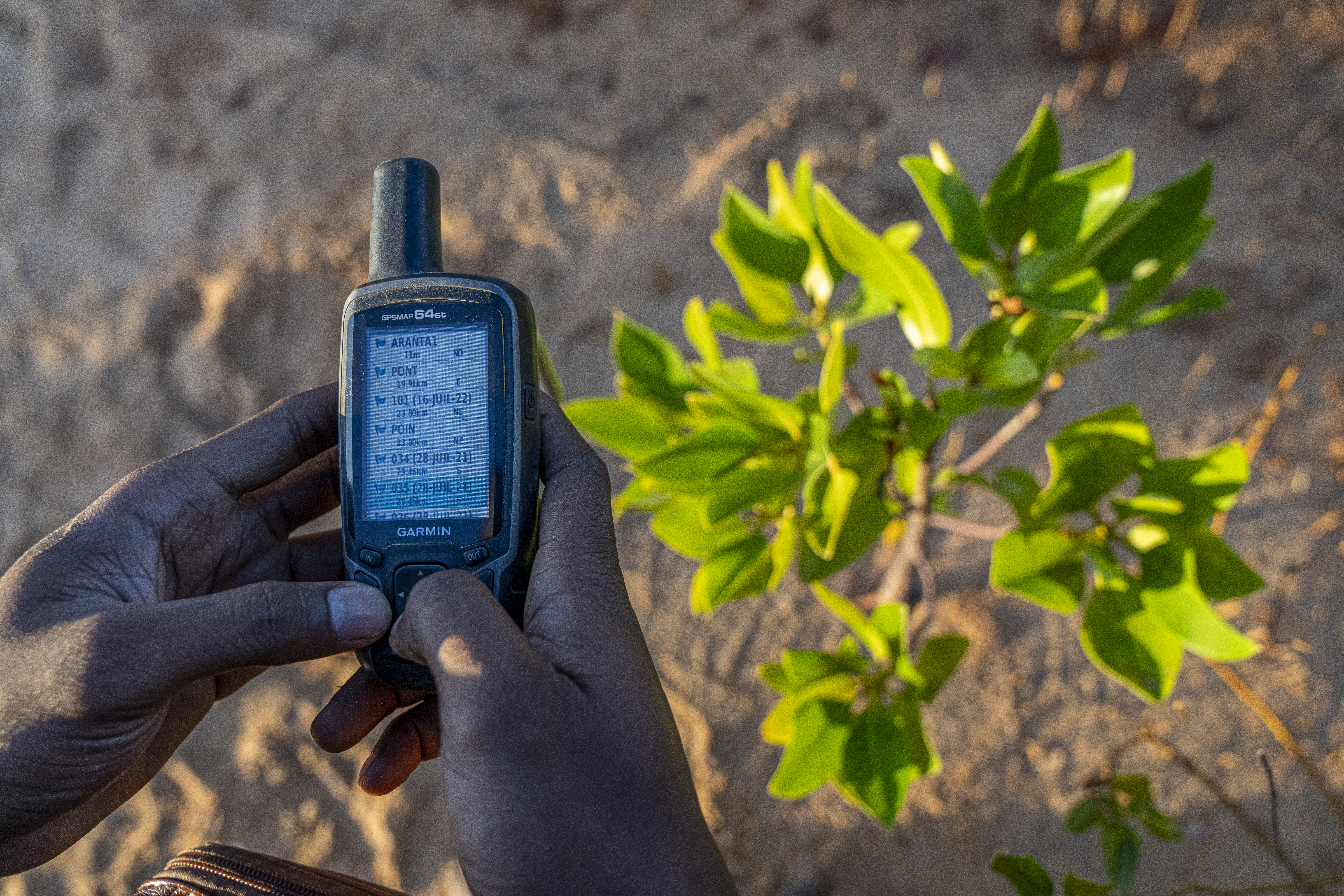 Mangrove Regeneration - Maroalika, Madagascar mangrove health