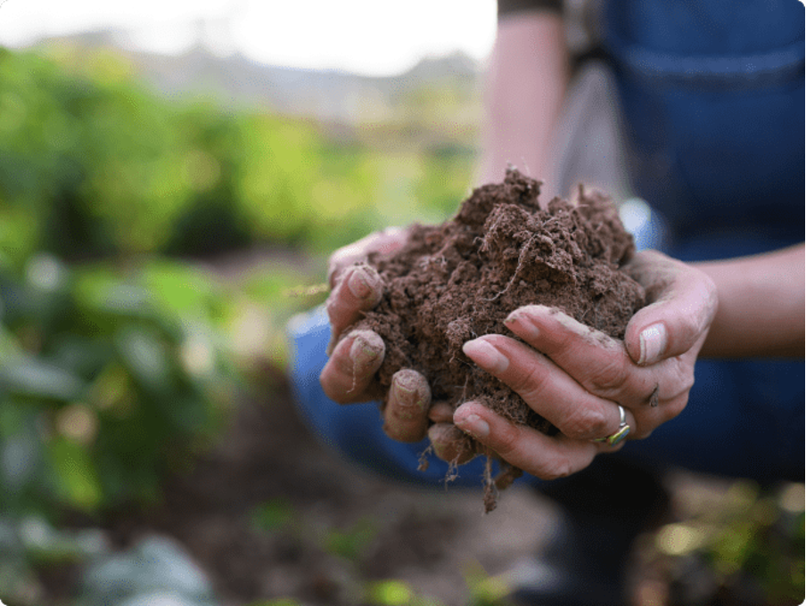 Hands gently holding rich, brown soil in a garden setting, with green plants blurred in the background.
