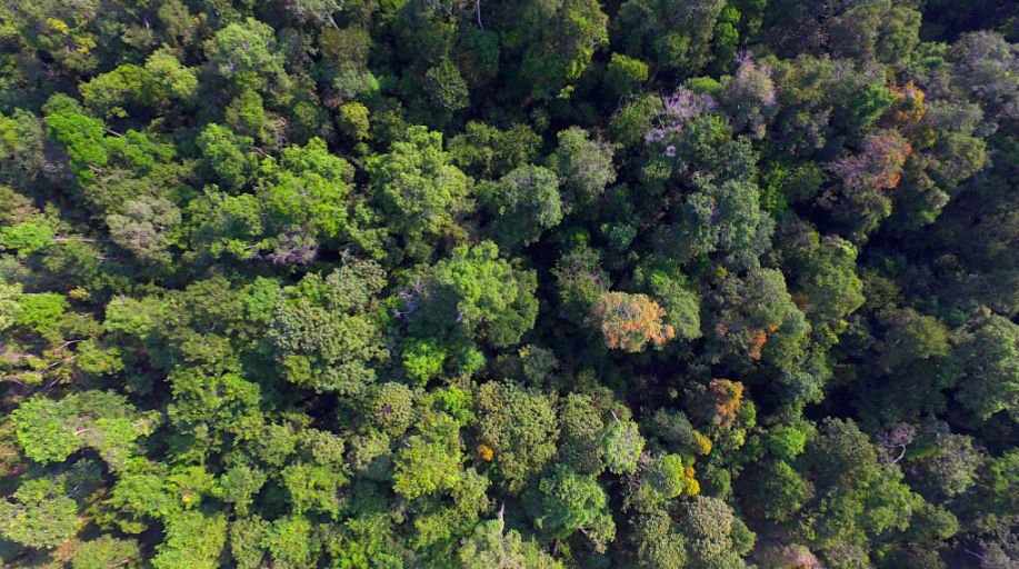 Peatland protection - Rimba Raya, Indonesian Borneo 14