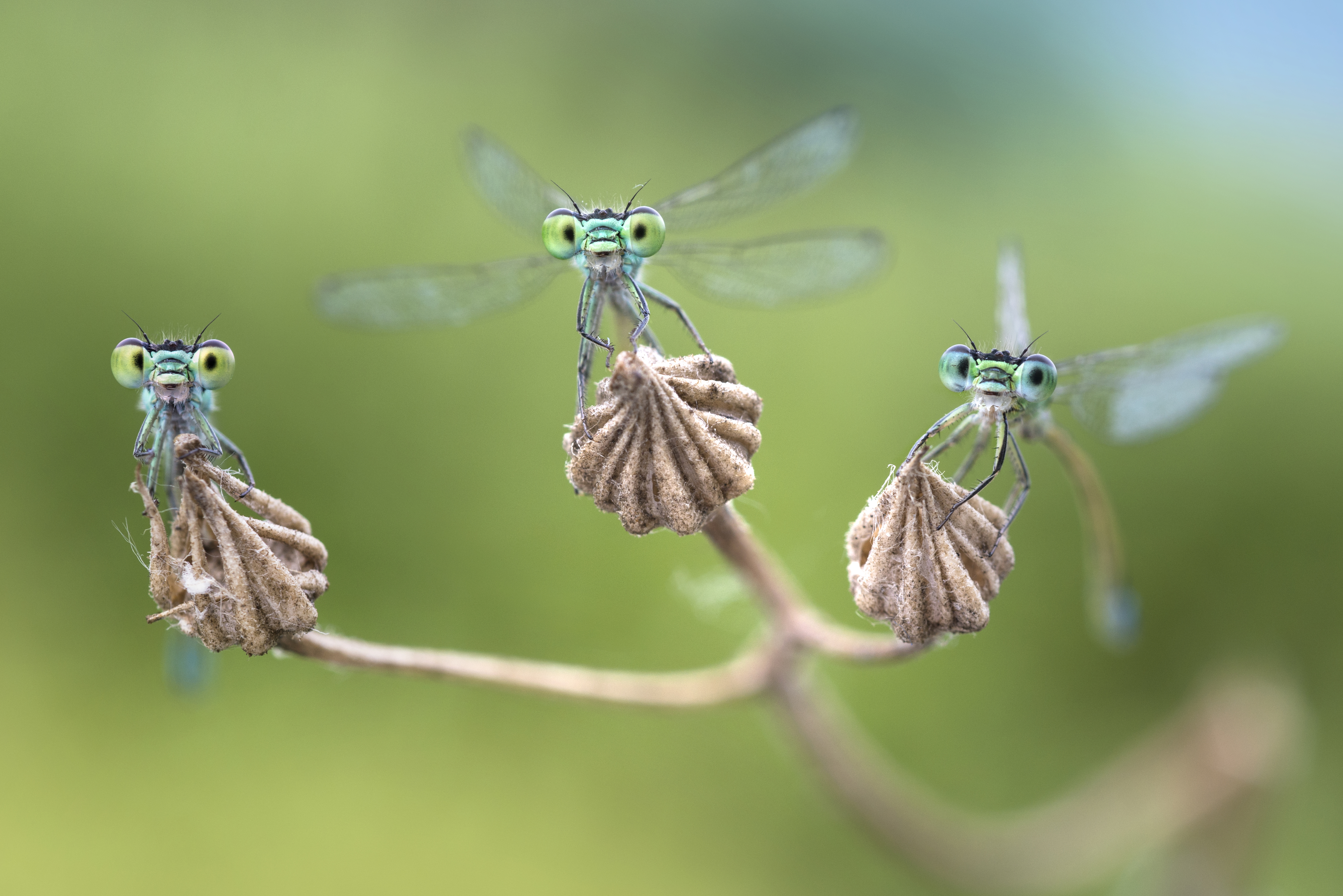 Facettenreiche Insekten