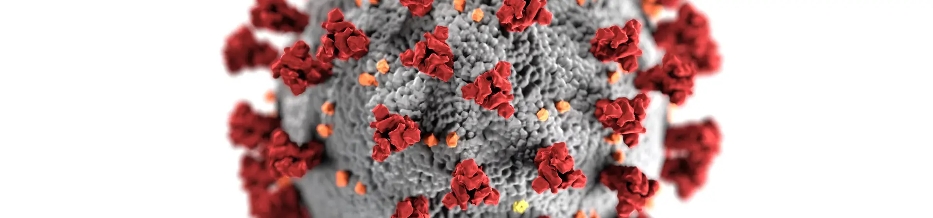Coronavirus deeltje is uitvergroot in de kleuren rood en grijs. 