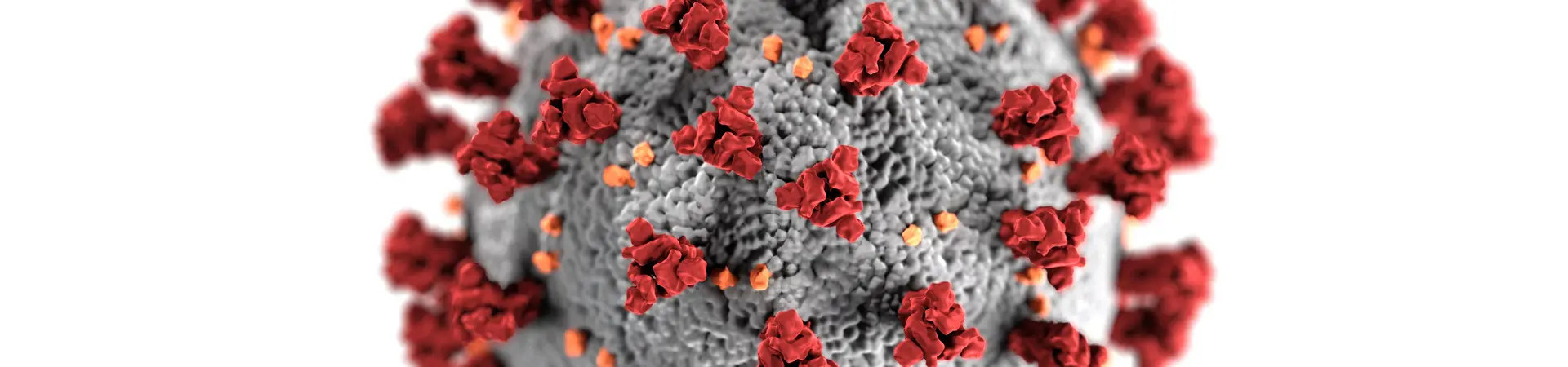 Coronavirus deeltje is uitvergroot in de kleuren rood en grijs.  