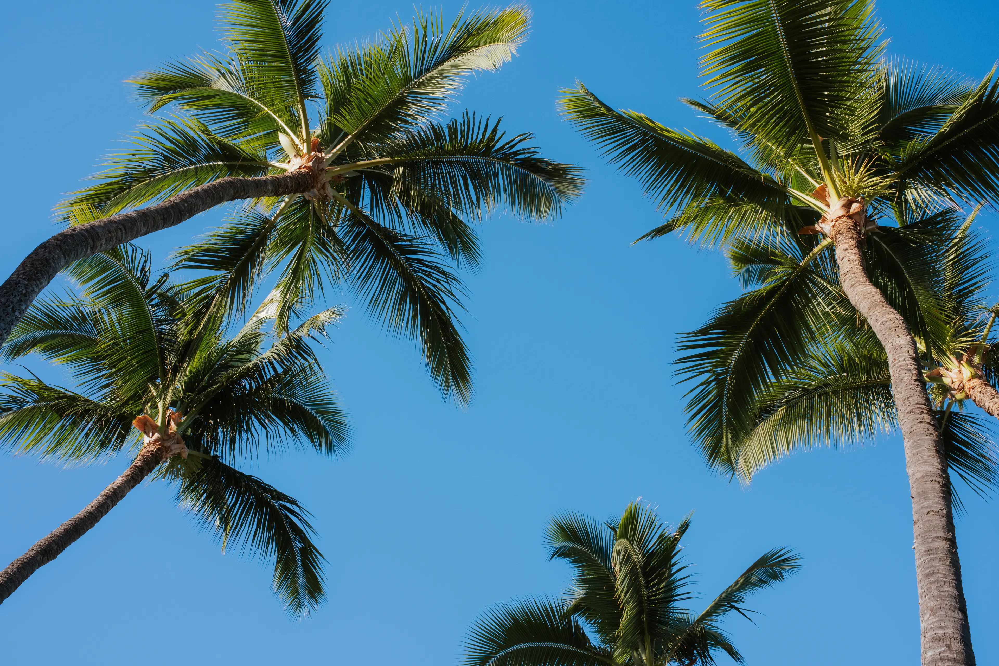 Julianna-FS-Maui-November2025