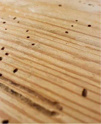 pinholes