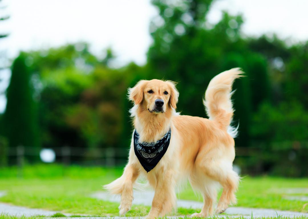 What Is The Most Well Behaved Dog Breed