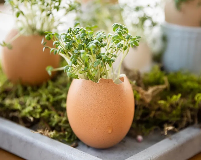 Kresse Eier DIY / Bastel-Idee zu Ostern