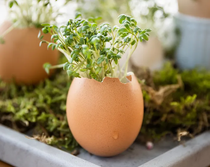 Kresse Eier DIY / Bastel-Idee zu Ostern