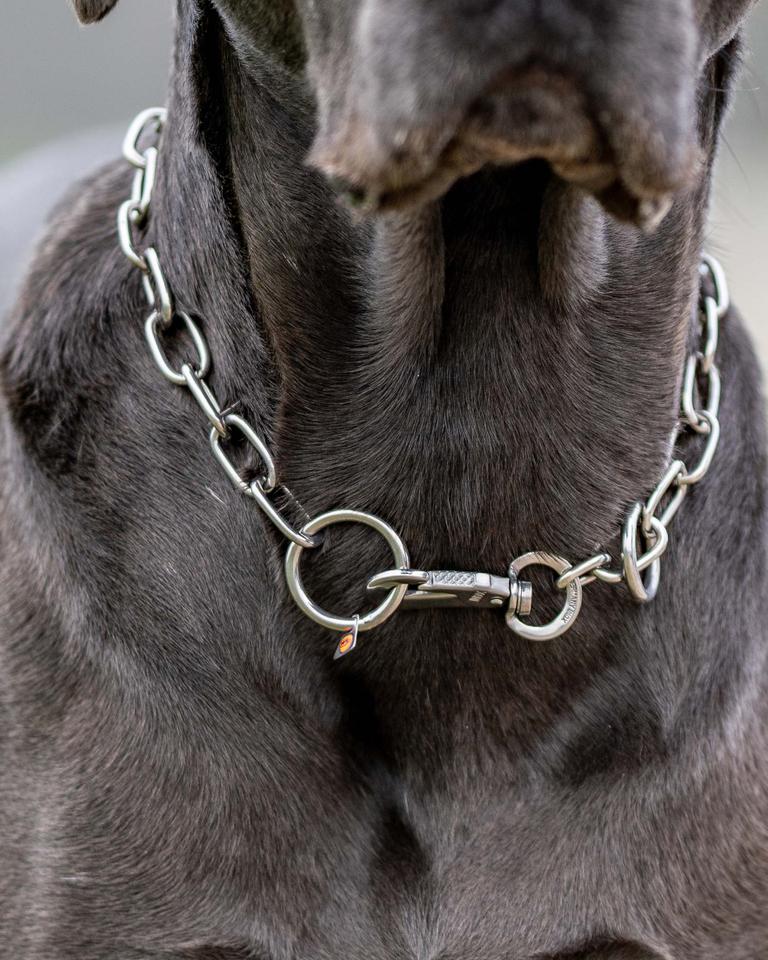 Detailaufnahme Edelstahl Hundehalskette mit Haken an grauem Hund