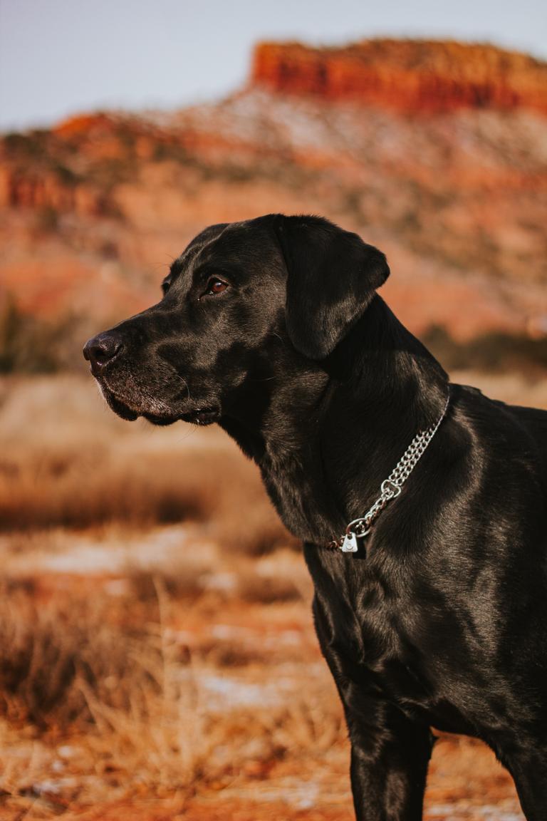 Hund mit 2 reihiger Edelstahl Hundehalskette