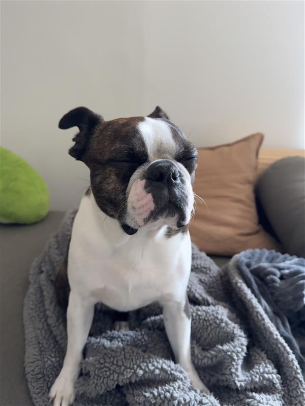 Coffee brewer - Stanley