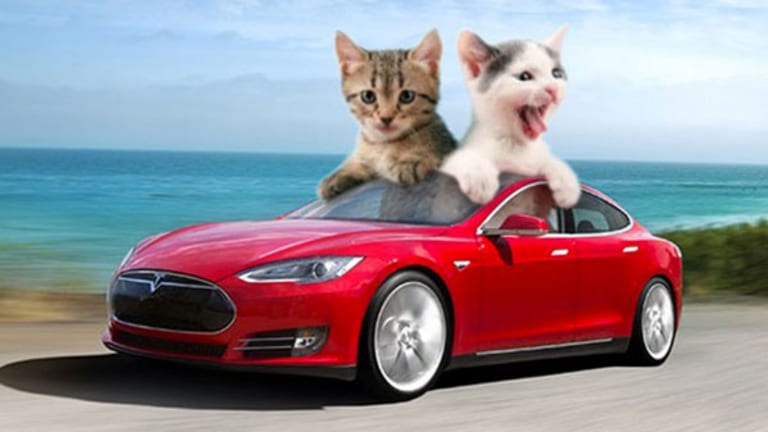 kitens in a tesla