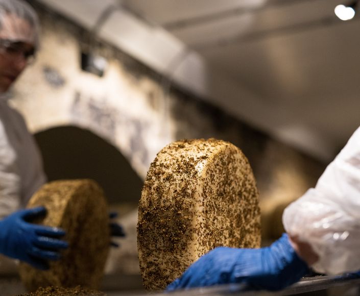 People in protective clothing handle large, round pieces of cheese coated with herbs, wearing blue gloves in an indoor setting.