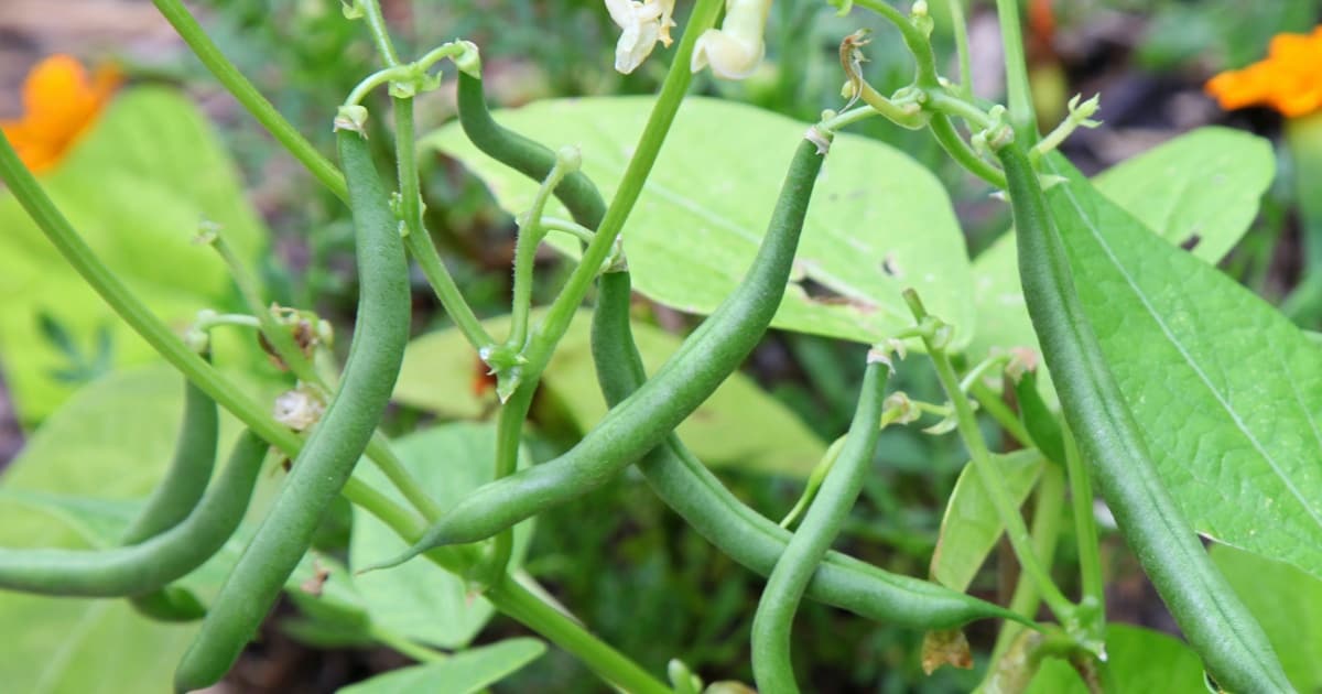 Growing French Beans Allotment Book