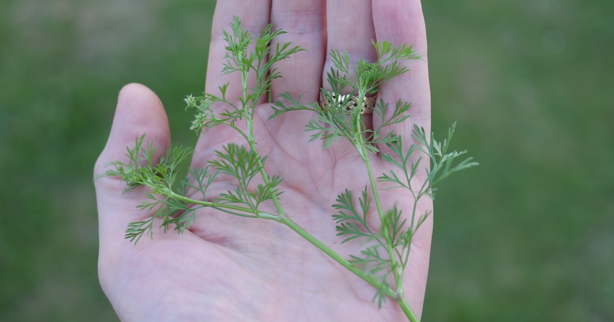 Growing Coriander Allotment Book