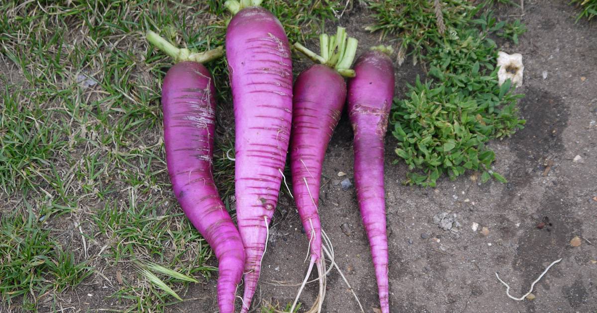 Growing Radish Allotment Book