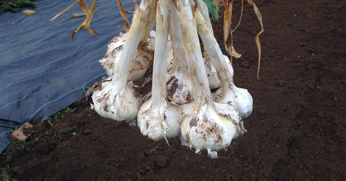 Growing Garlic Allotment Book